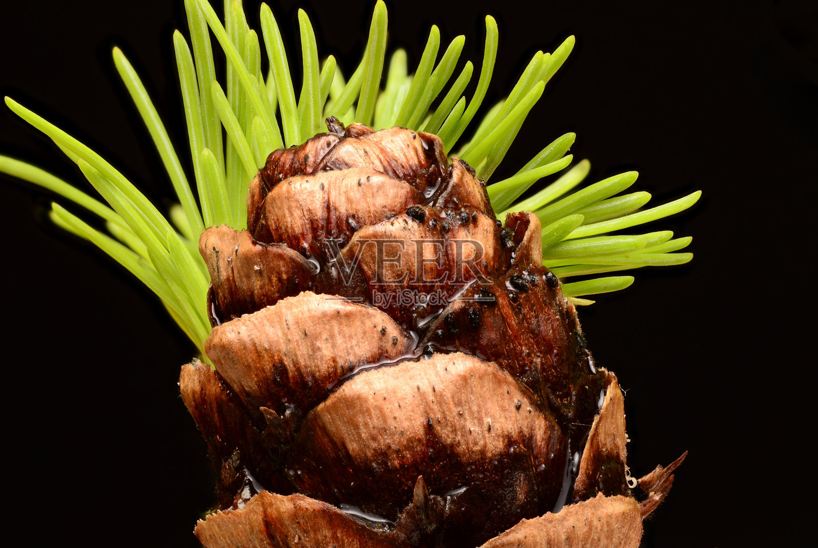 棕色圆锥形落叶松绿针叶照片摄影图片