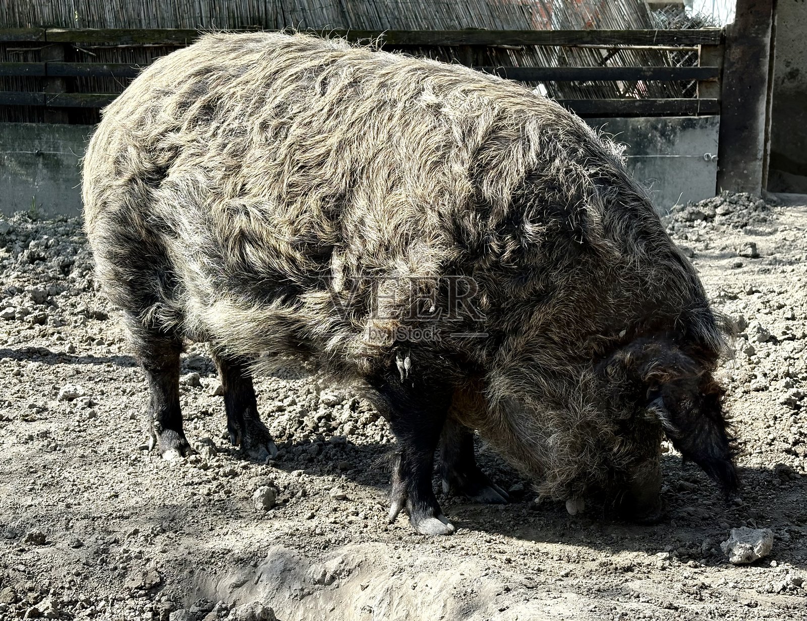 曼加利察猪。照片摄影图片