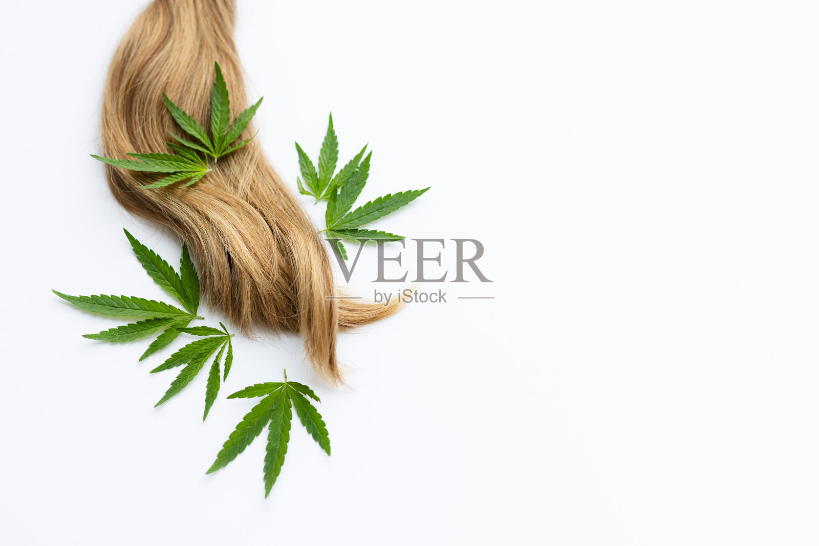 长发与新鲜的绿色大麻叶。照片摄影图片