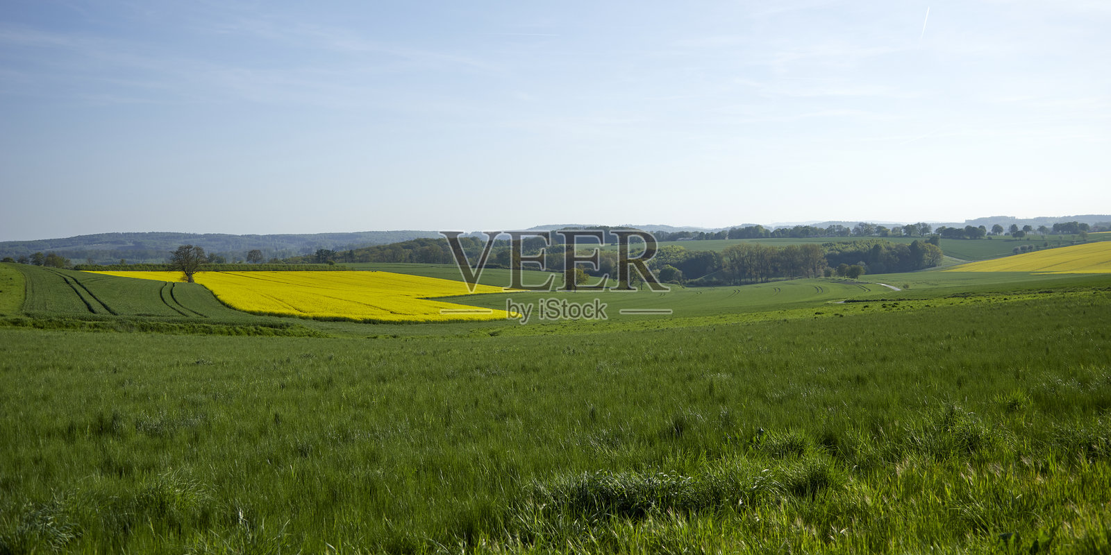 油菜花田与背景中的树木，阴 cloudy 的天空照片摄影图片