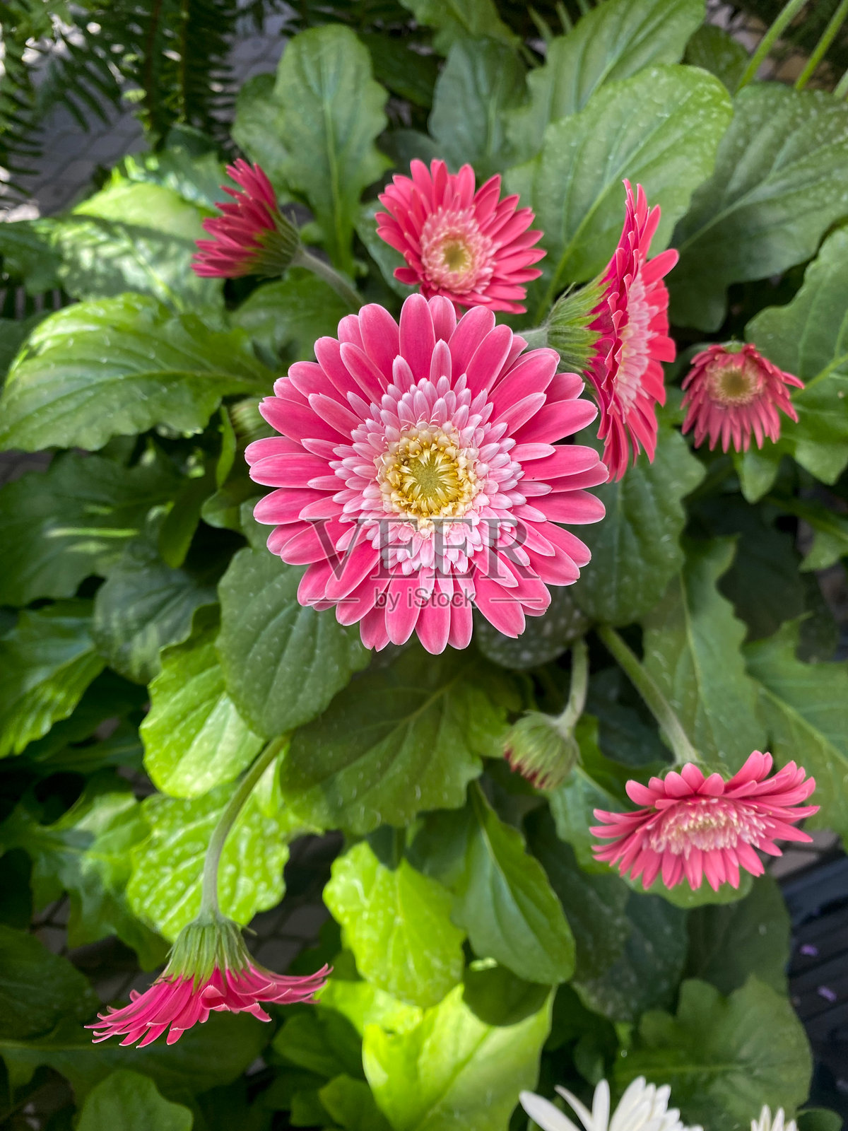 粉色的非洲菊在郁郁葱葱的花园中盛开照片摄影图片