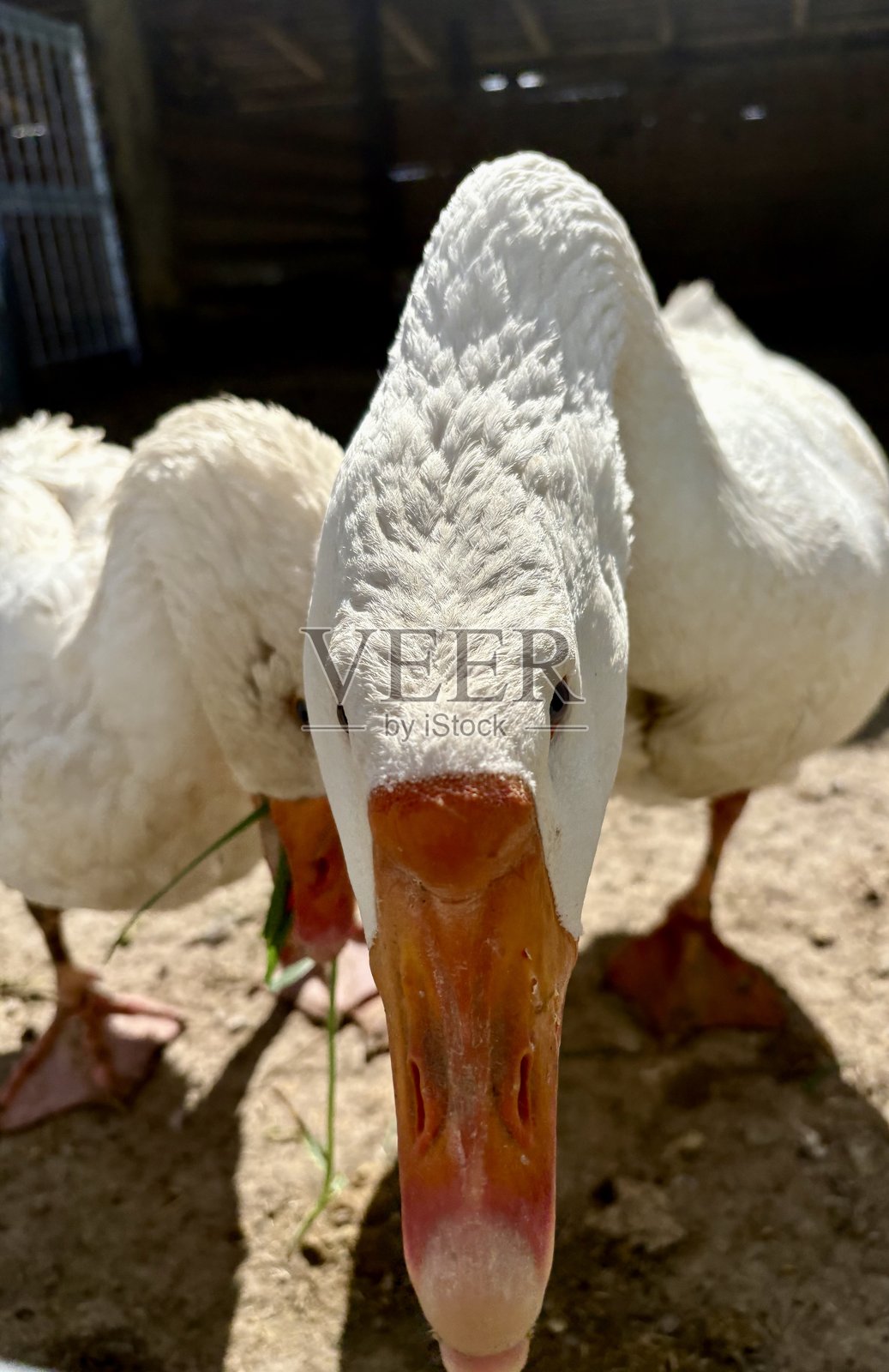 雄性鹅愤怒地盯着镜头照片摄影图片