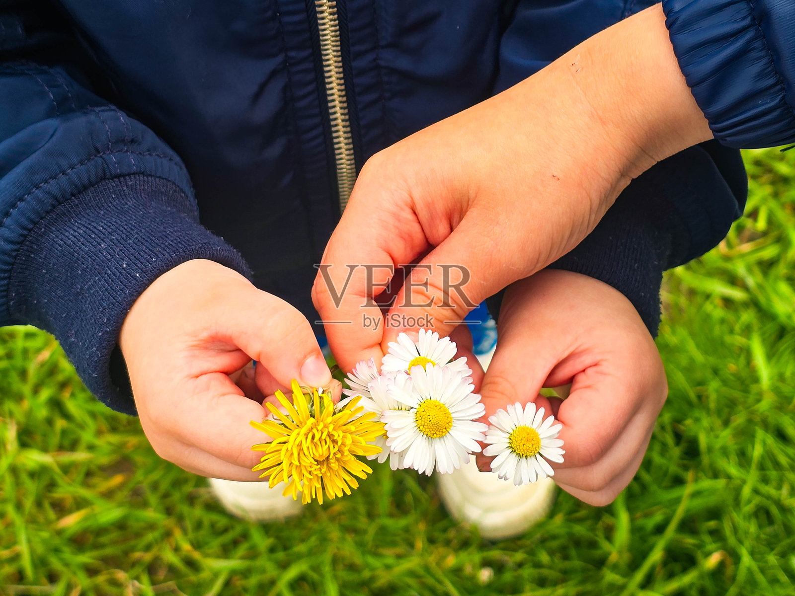 孩子手握蒲公英的夏季自然概念照片摄影图片