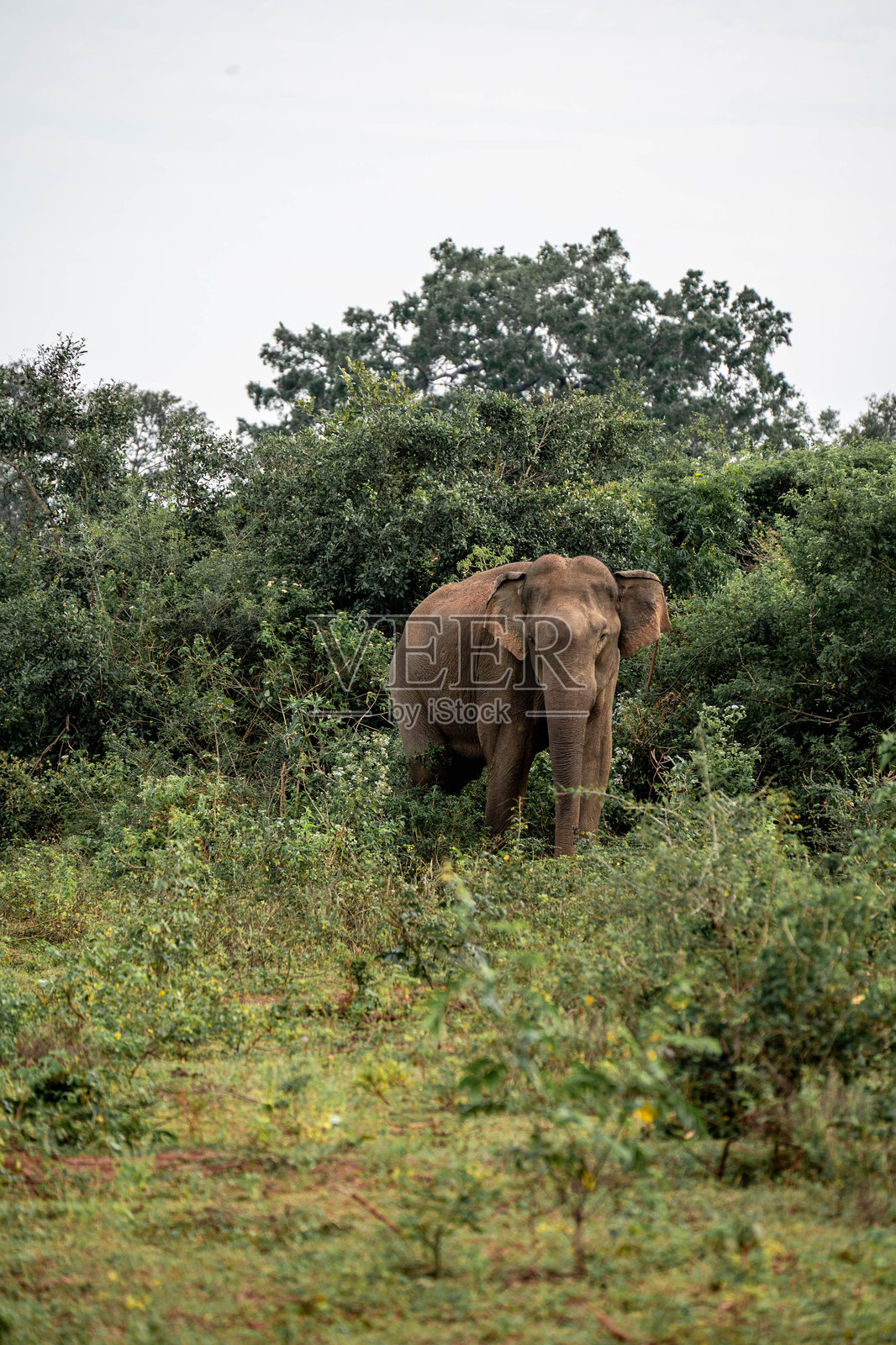 斯里兰卡野生大象照片摄影图片