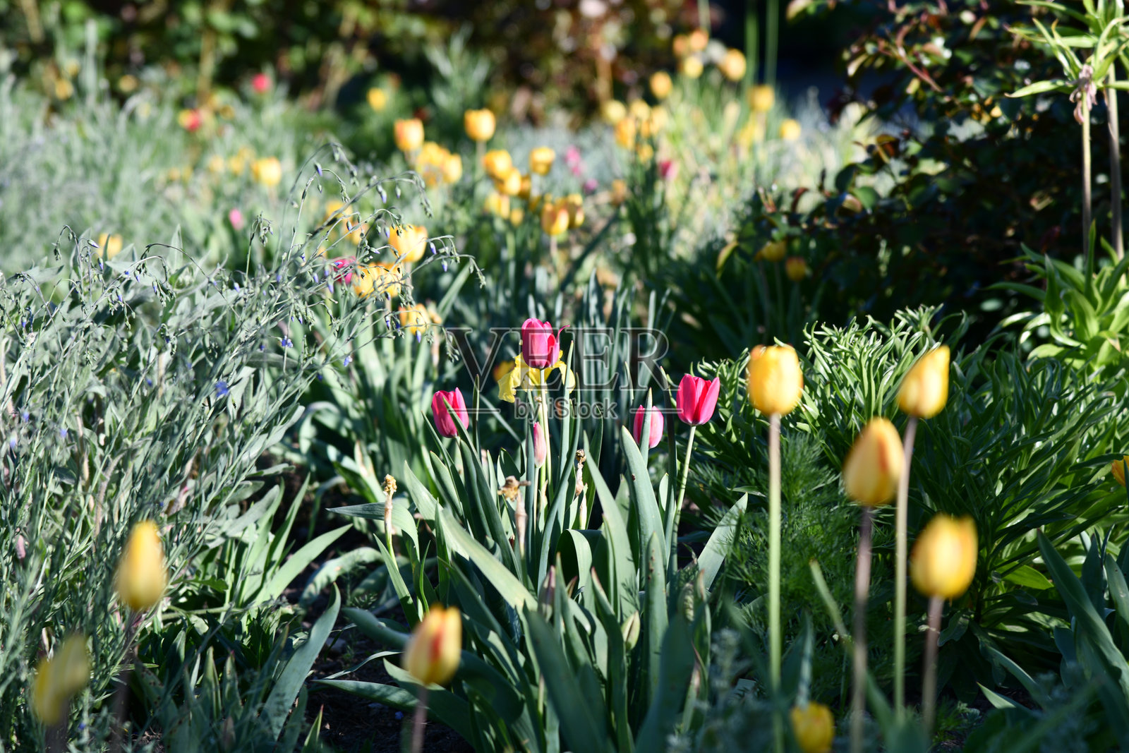 鲜艳的红色天竺葵在修剪整齐的草坪和装饰性植物环绕的花园中茁壮成长照片摄影图片