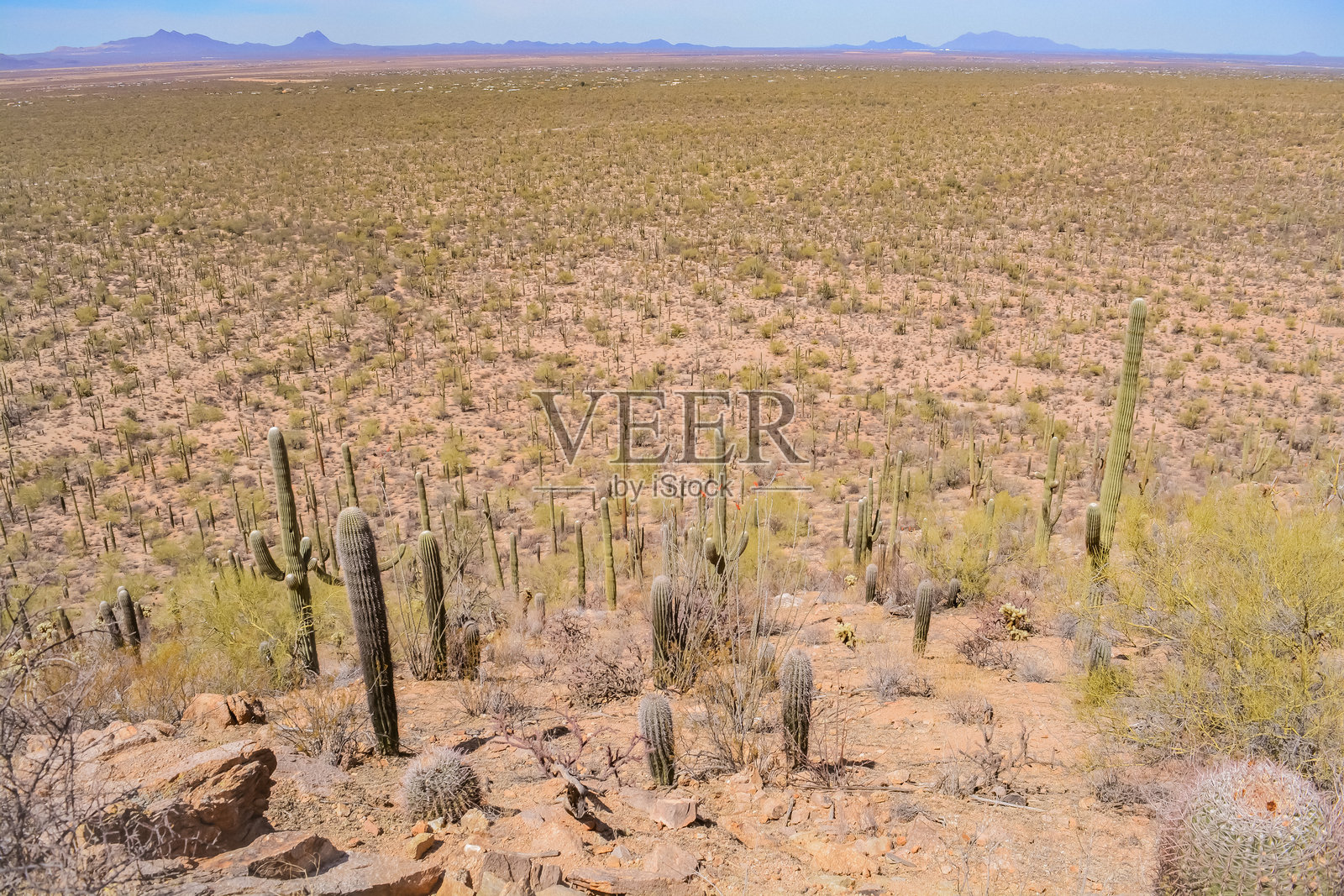 雄伟的沙果罗仙人掌照片摄影图片