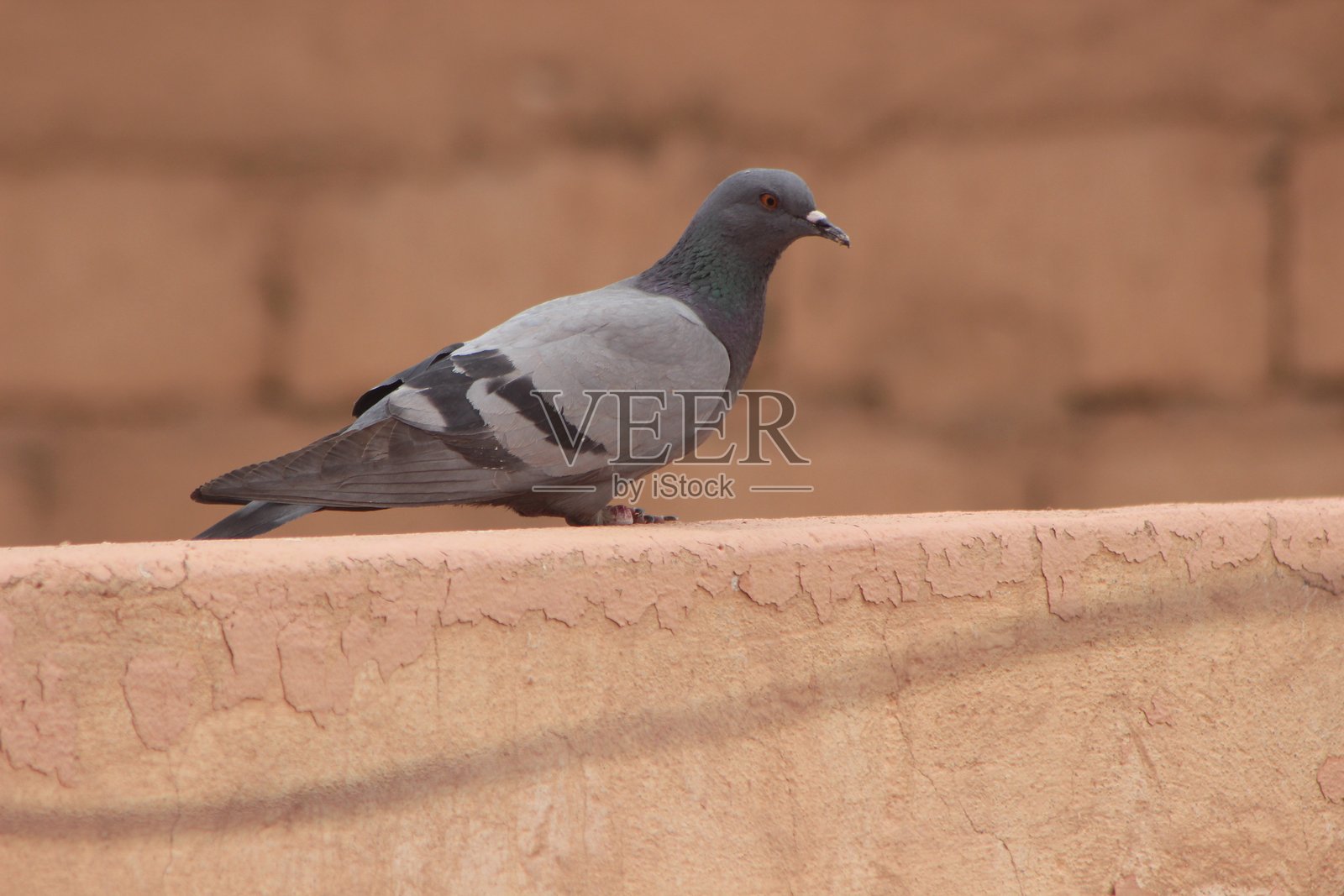 岩鸽特写，普通鸽子照片摄影图片