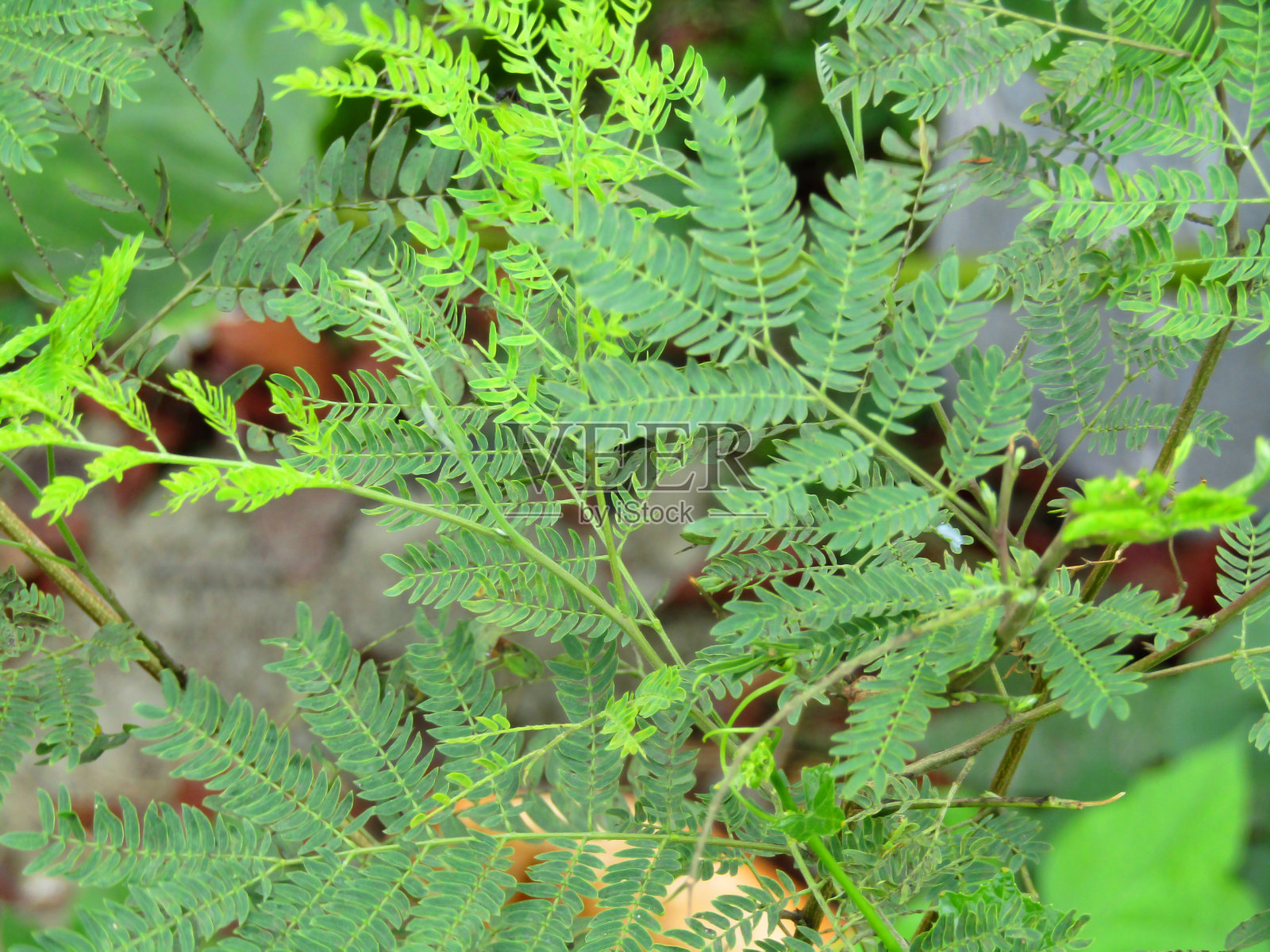 热带自然环境中的绿色叶子照片摄影图片