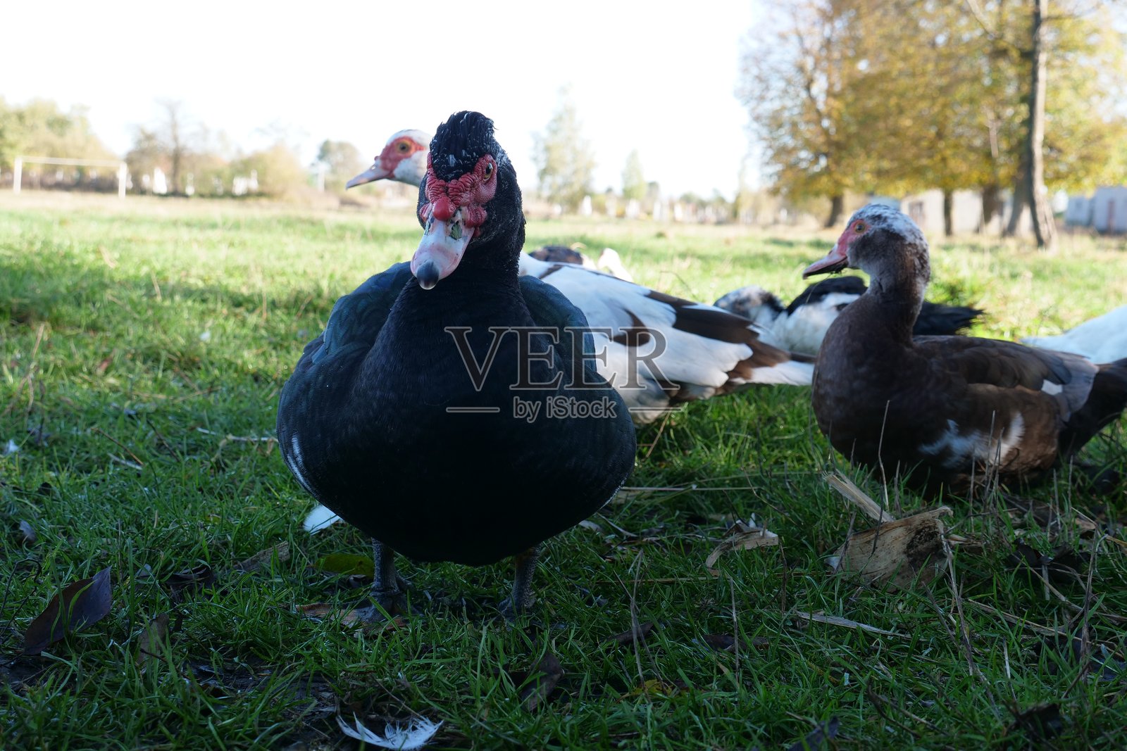 农场上的家鸭。鸭子的饲养与繁殖。照片摄影图片