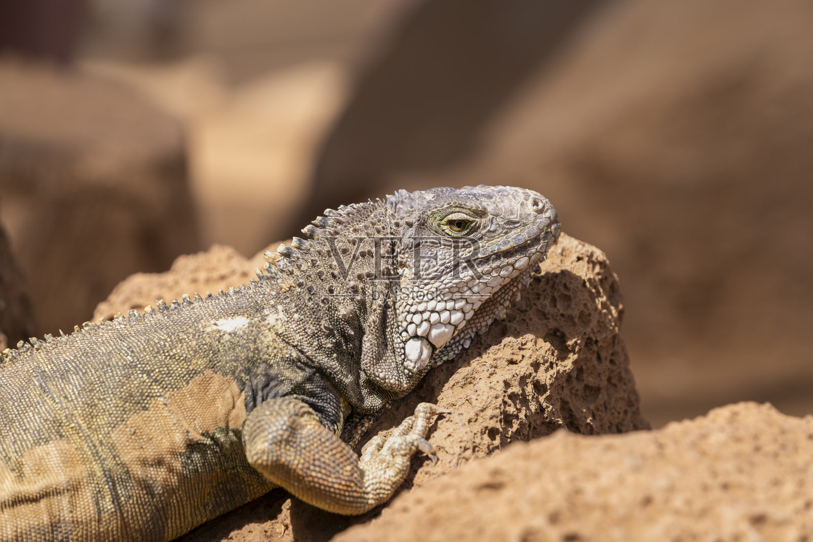 绿鬣蜥的特写，学名Iguana iguana。照片摄影图片