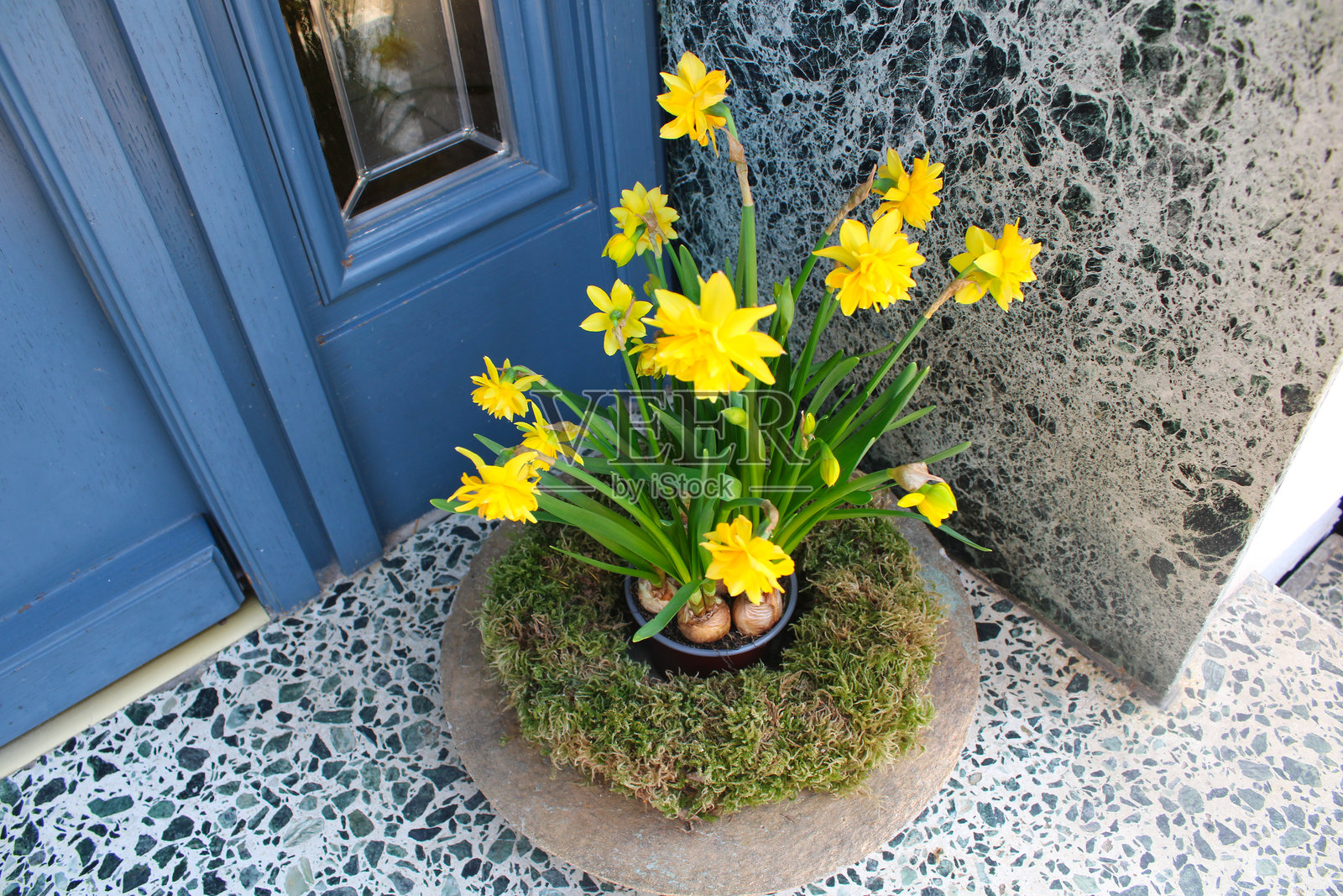 鲜艳的黄色双头水仙花盛开，为乡村入口增添了愉悦的气息，花瓣鲜艳，绿叶茂盛。照片摄影图片