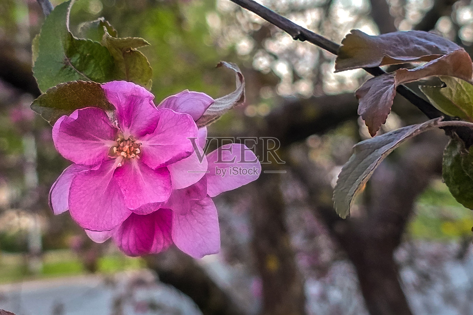 春天盛开的粉色苹果树。果树的花朵和叶子特写。苹果树枝上的美丽花朵。照片摄影图片