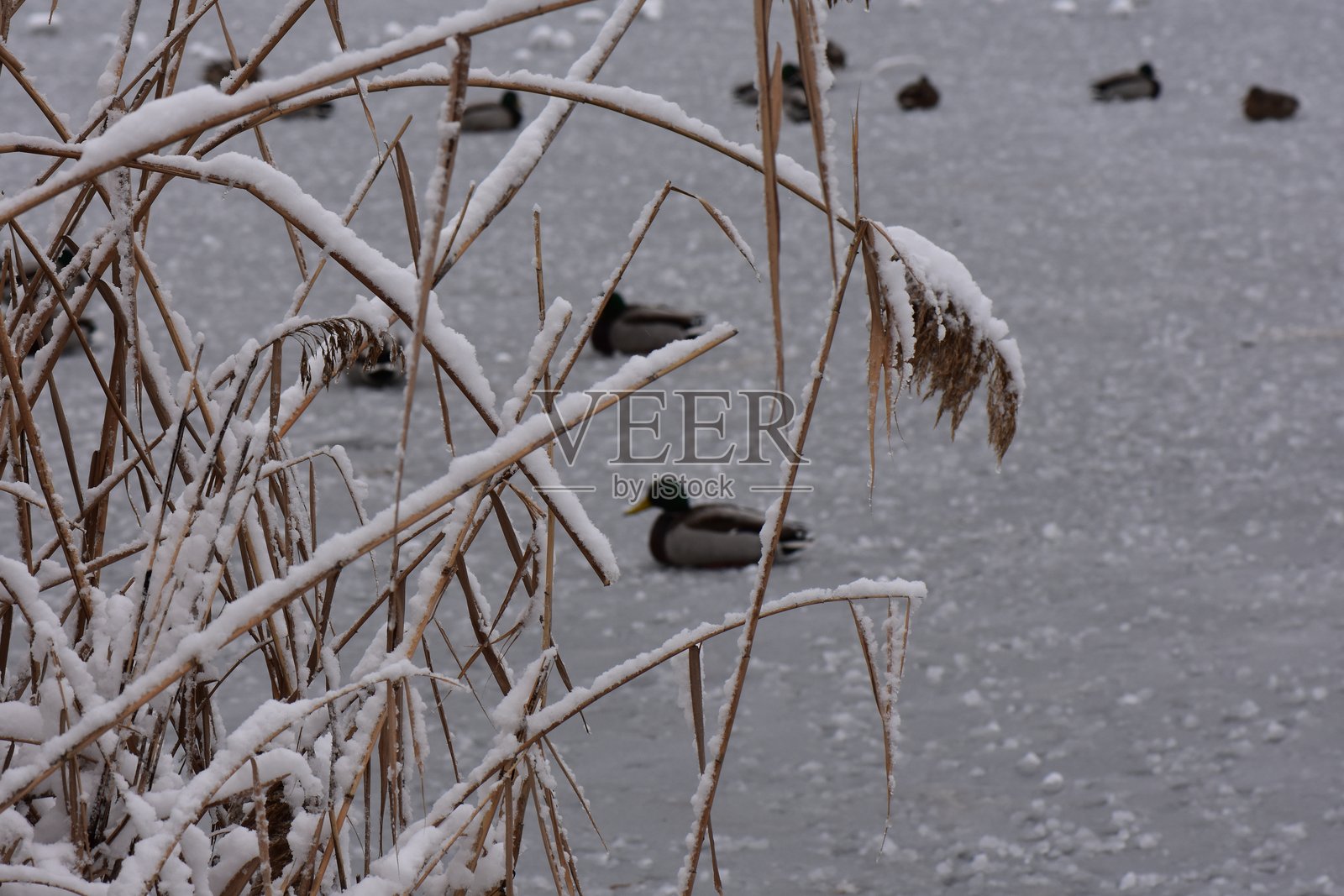 冬季风景，冰冻的湖泊和鸟类，芦苇上覆盖着霜，雾气弥漫的天气照片摄影图片