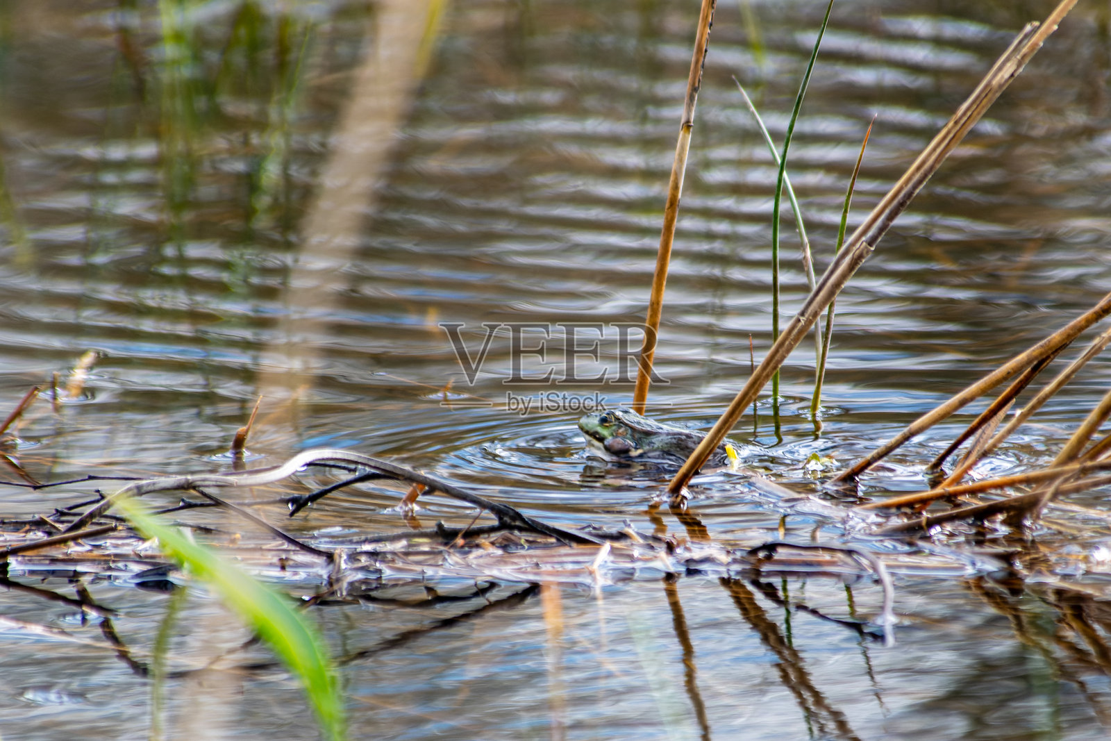 春季湿地栖息地中的绿色青蛙（Pelophylax spec.）照片摄影图片