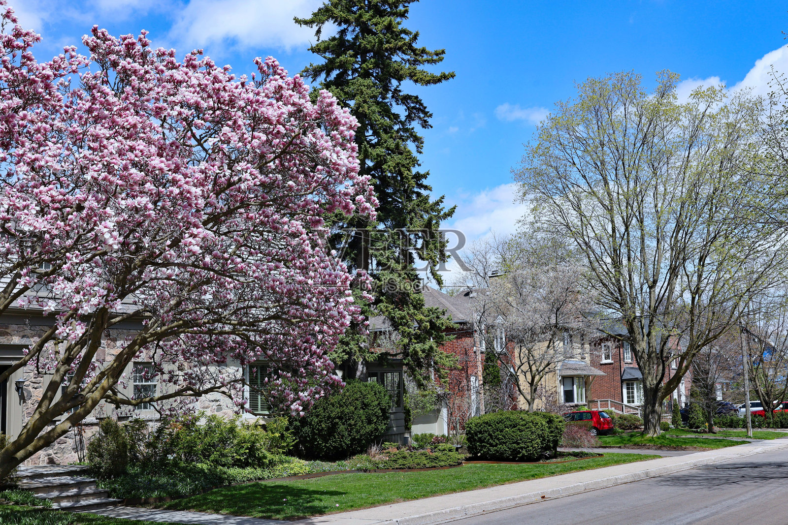 春天的郊区街道，盛开的玉兰树照片摄影图片