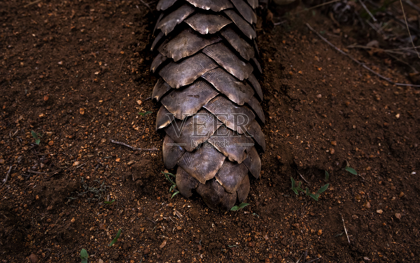 南非野生动物保护区内，一只开普穿山甲（Smutsia temminckii）在觅食蚂蚁时，尾部装甲鳞片的特写。照片摄影图片