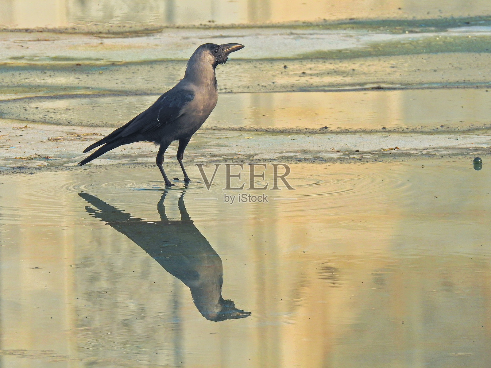 泰姬陵，阿格拉，印度照片摄影图片