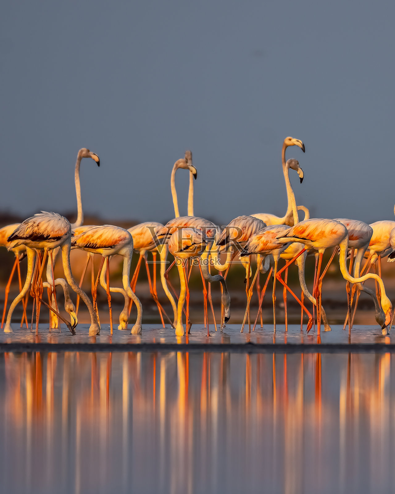 火烈鸟照片摄影图片