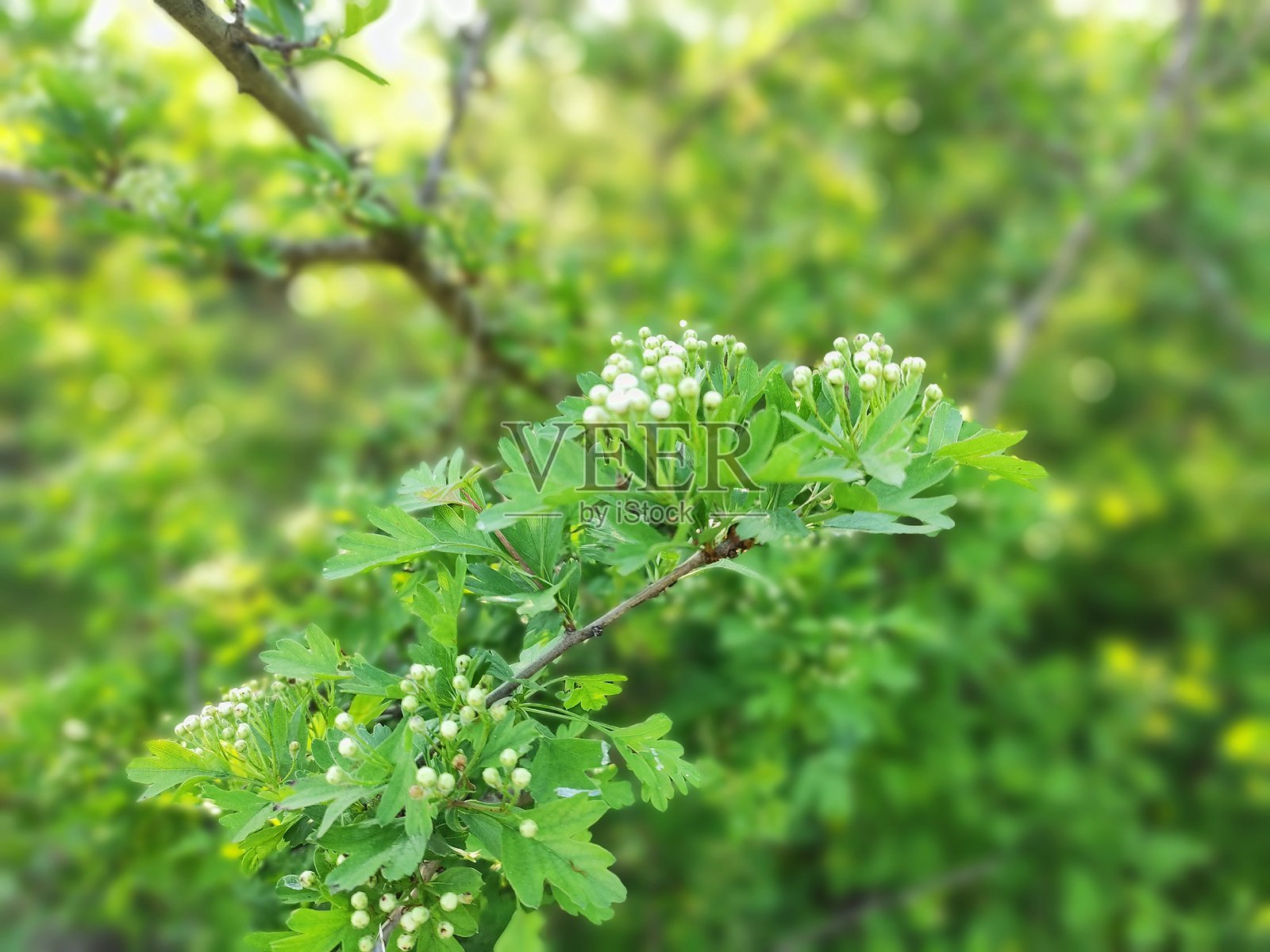 自然的色彩。照片摄影图片