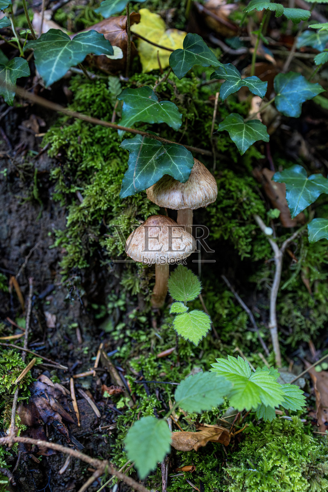 欧汉与庞塔利耶之间的自然小径照片摄影图片