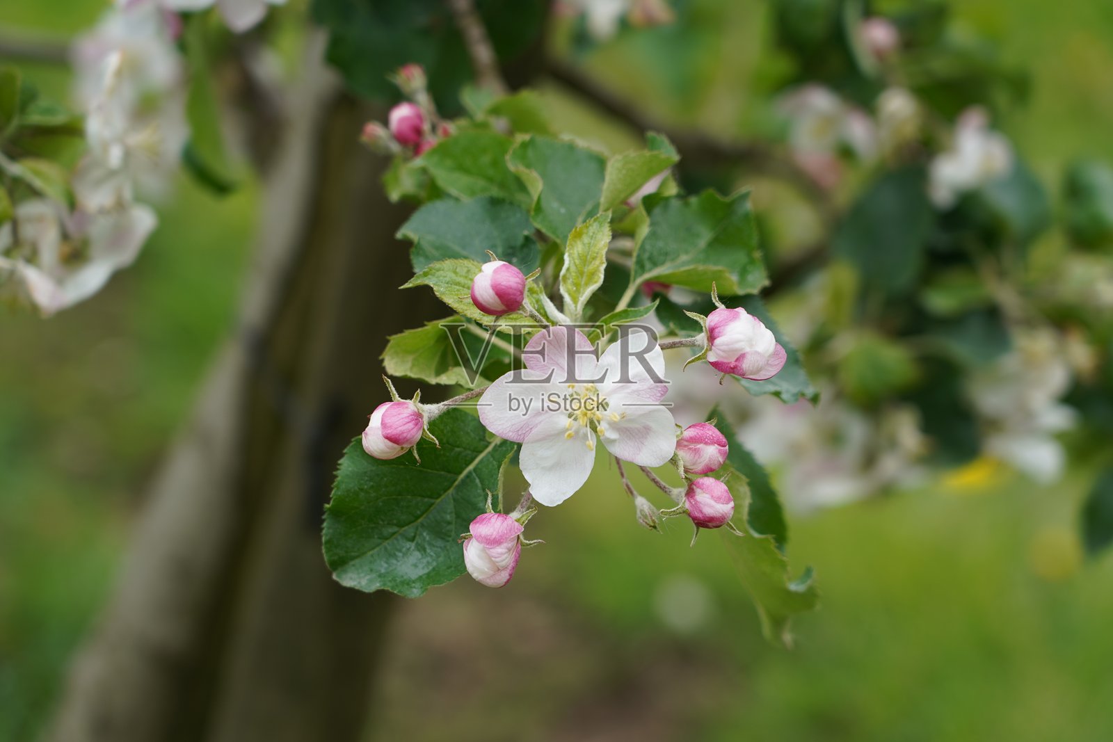 苹果树上的花朵。苹果树正在开花。果树花朵的微距摄影。照片摄影图片
