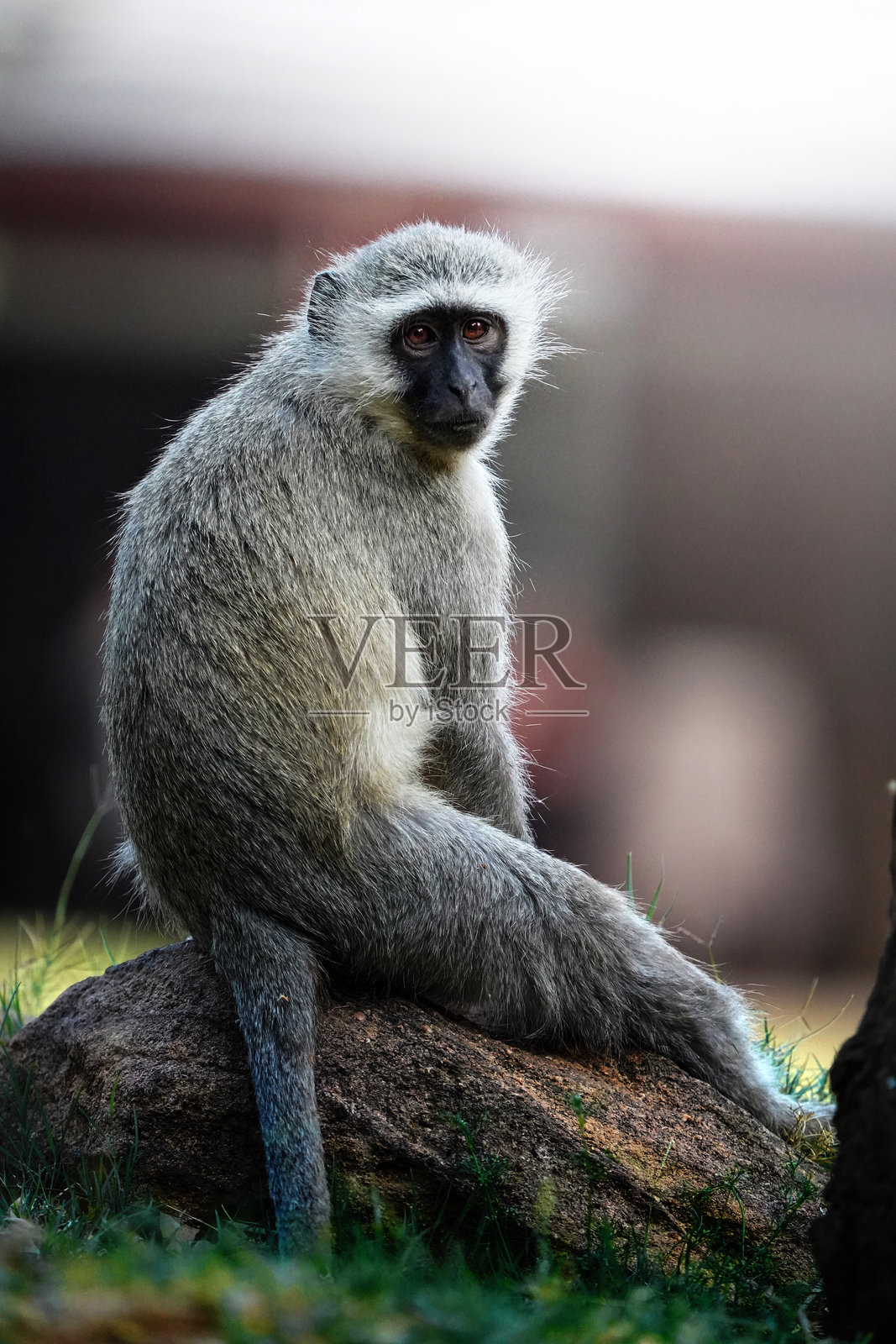 一只绿猴侧坐在人行道上，带着好奇的眼神专注地盯着镜头。照片摄影图片
