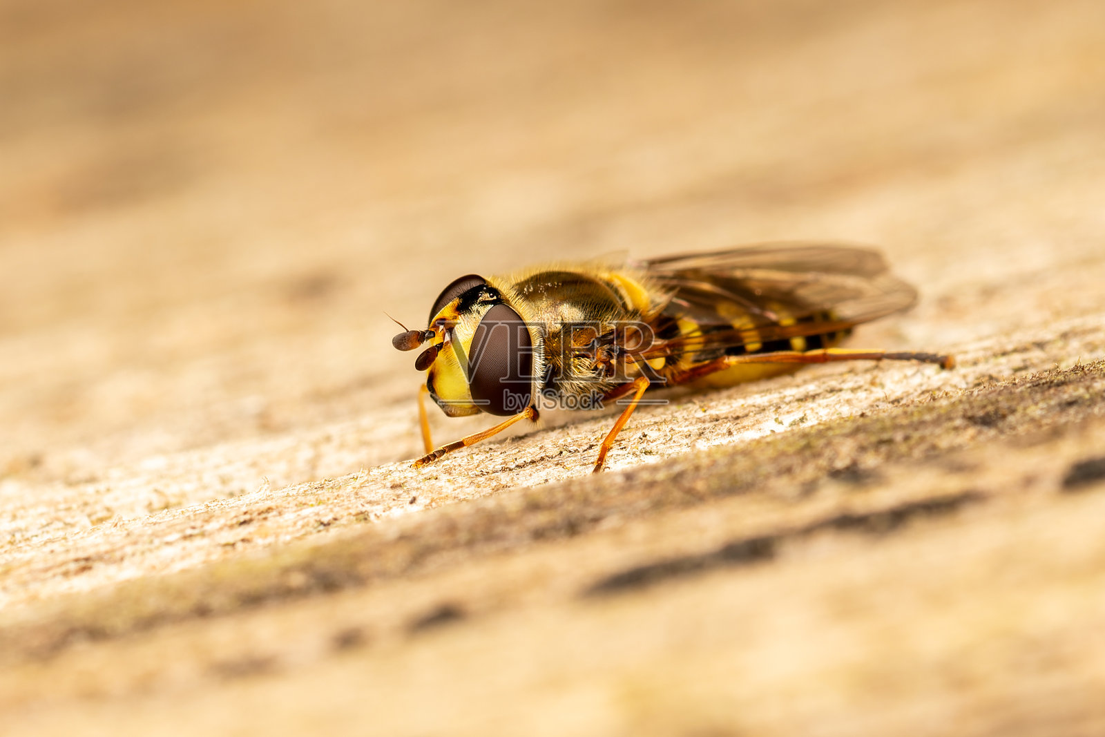 木材表面的Eupeodes luniger蜻蜓照片摄影图片