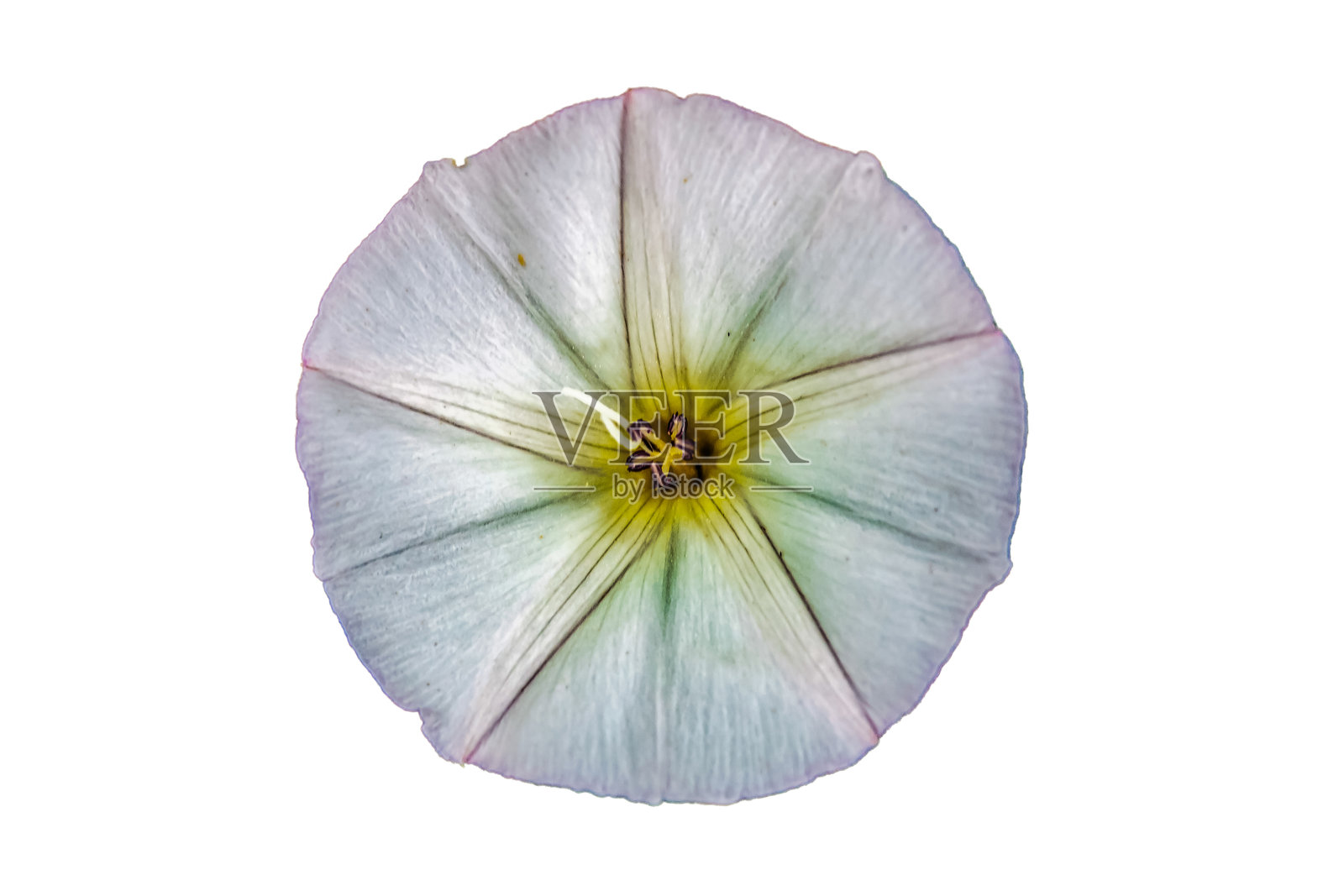 宏观摄影，动物，自然，欧洲，东欧，罗马尼亚照片摄影图片