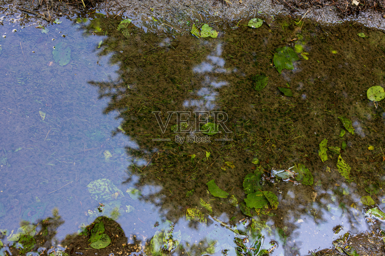 森林在水洼中的倒影照片摄影图片