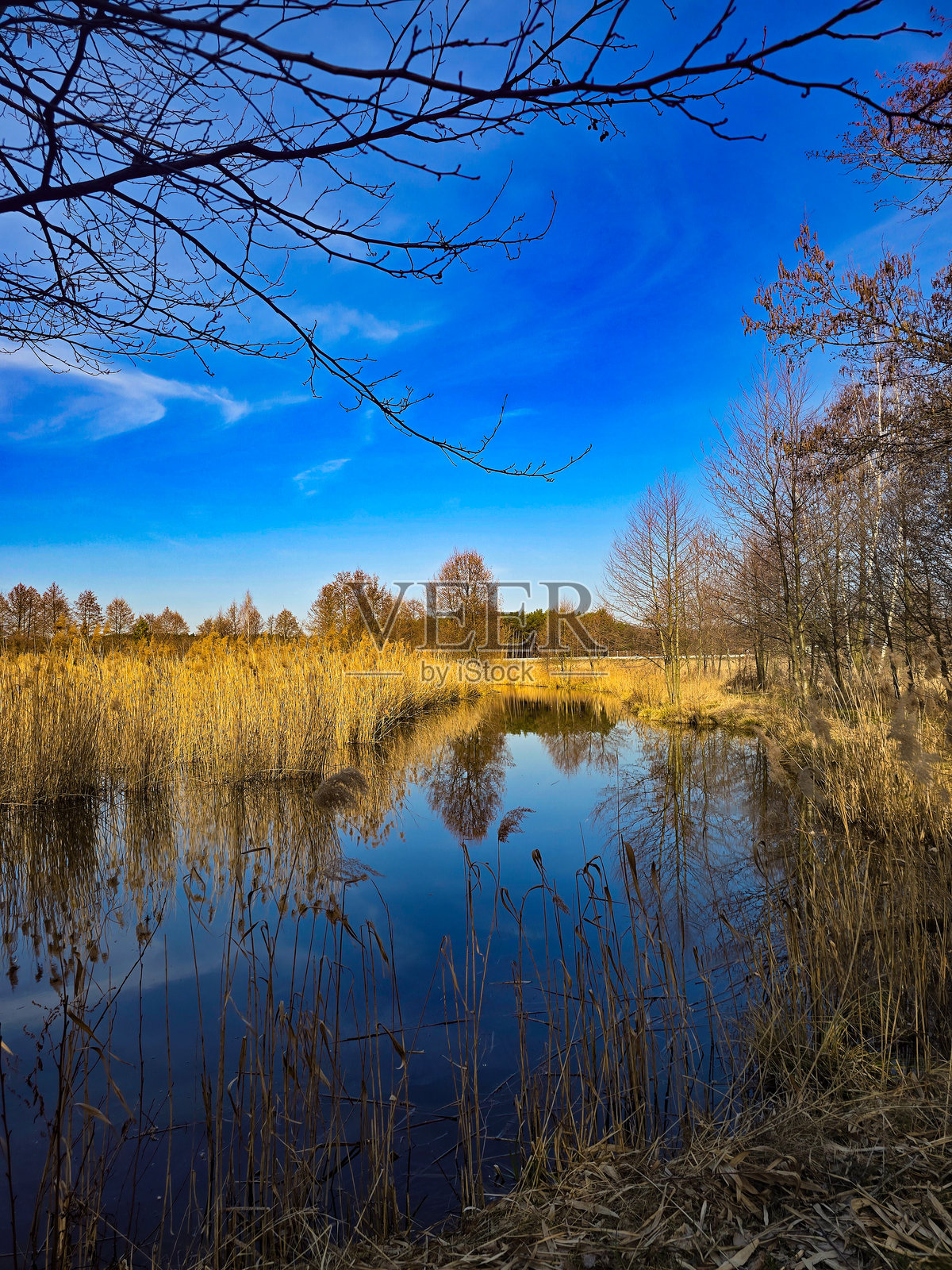 宁静的湖泊风景，金色芦苇与深蓝色天空照片摄影图片