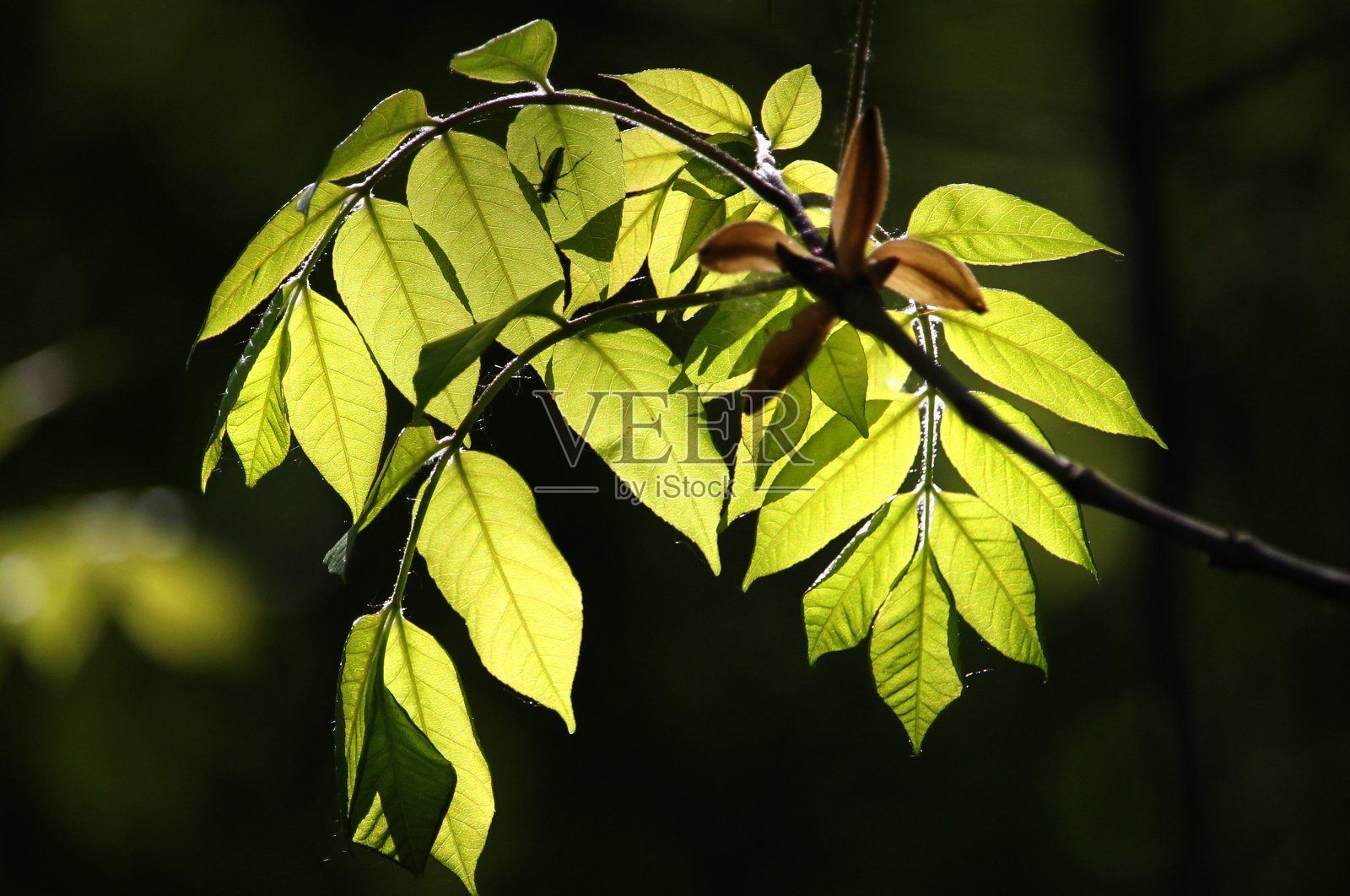 叶子的特写照片摄影图片