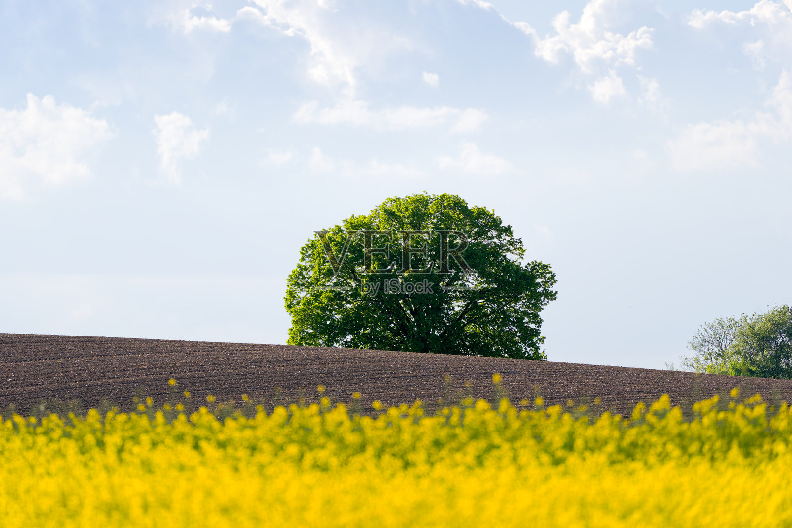 瑞士奥伯格拉特村的乡村风光，金黄色的油菜花田与山丘和蓝天背景，阳光明媚的春日。照片摄影图片