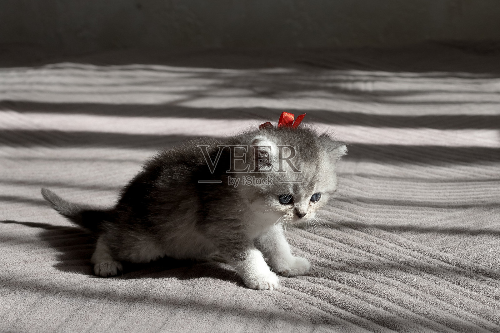 高地直耳银色小猫在奔跑照片摄影图片