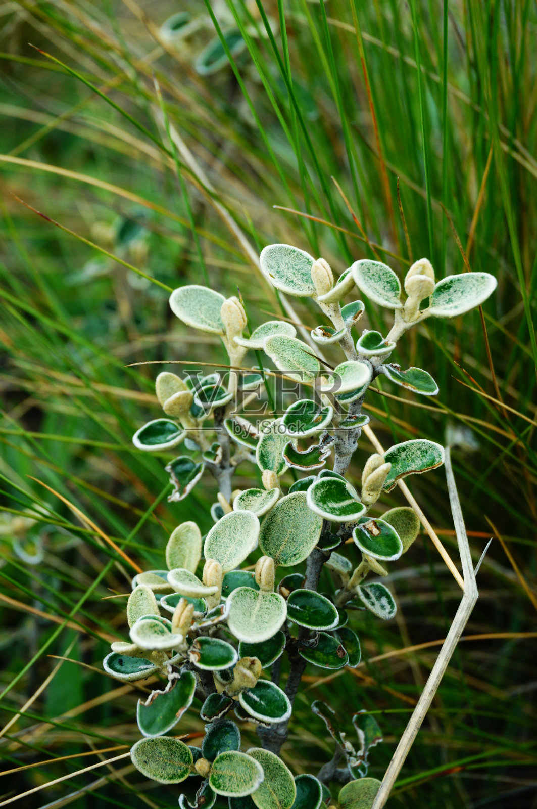 一束带有棕色斑点的绿色叶子照片摄影图片