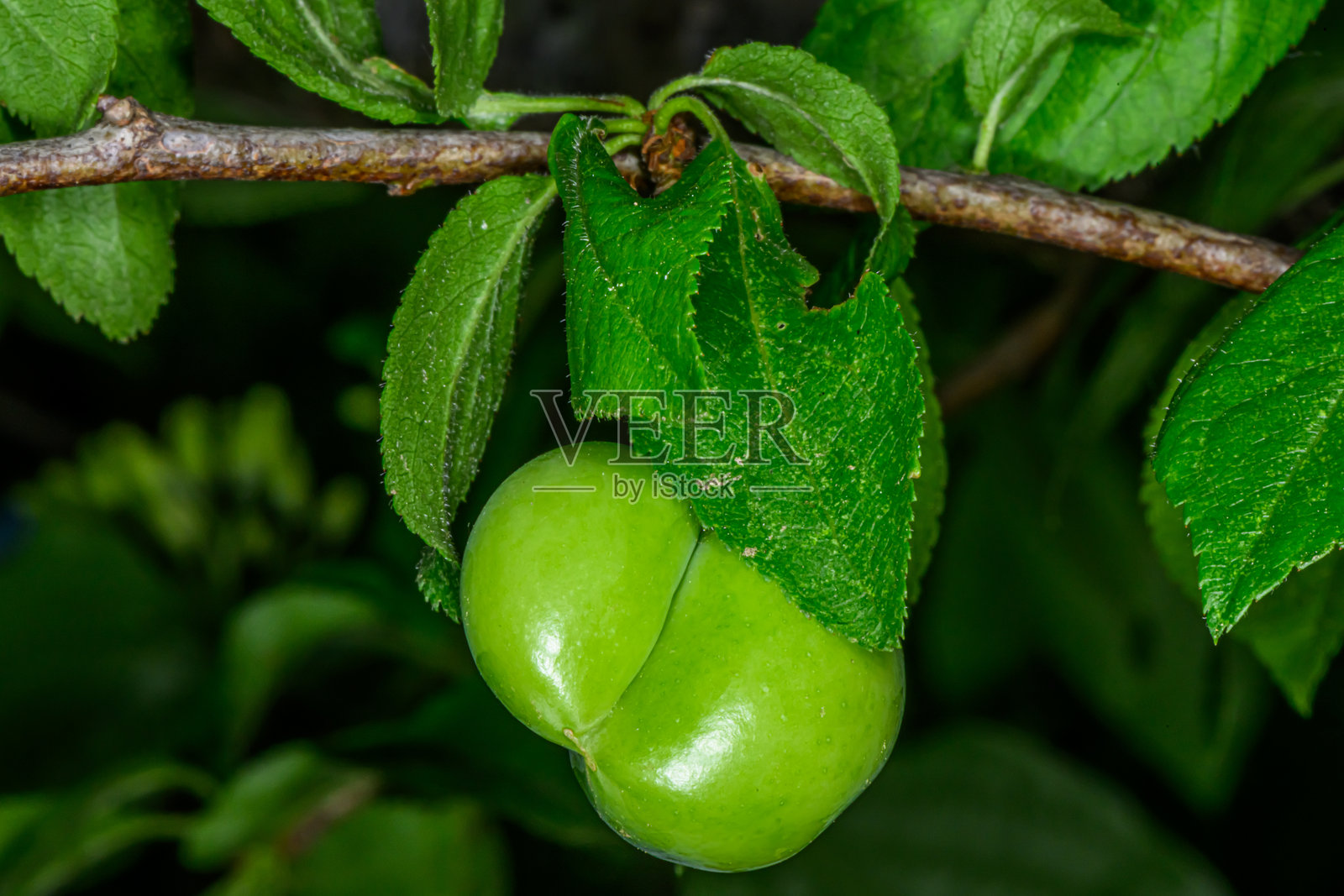 新长出的绿色梅子果实在树枝上。照片摄影图片