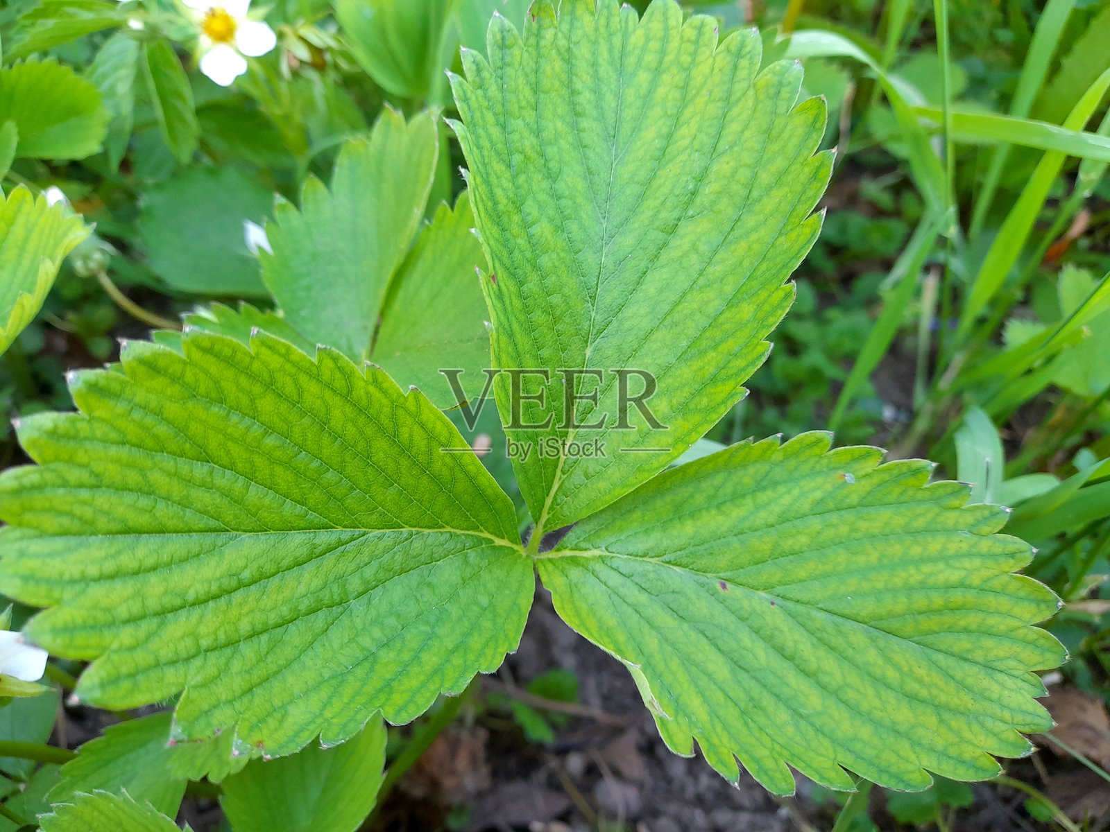 草莓叶子的特写背景。照片摄影图片
