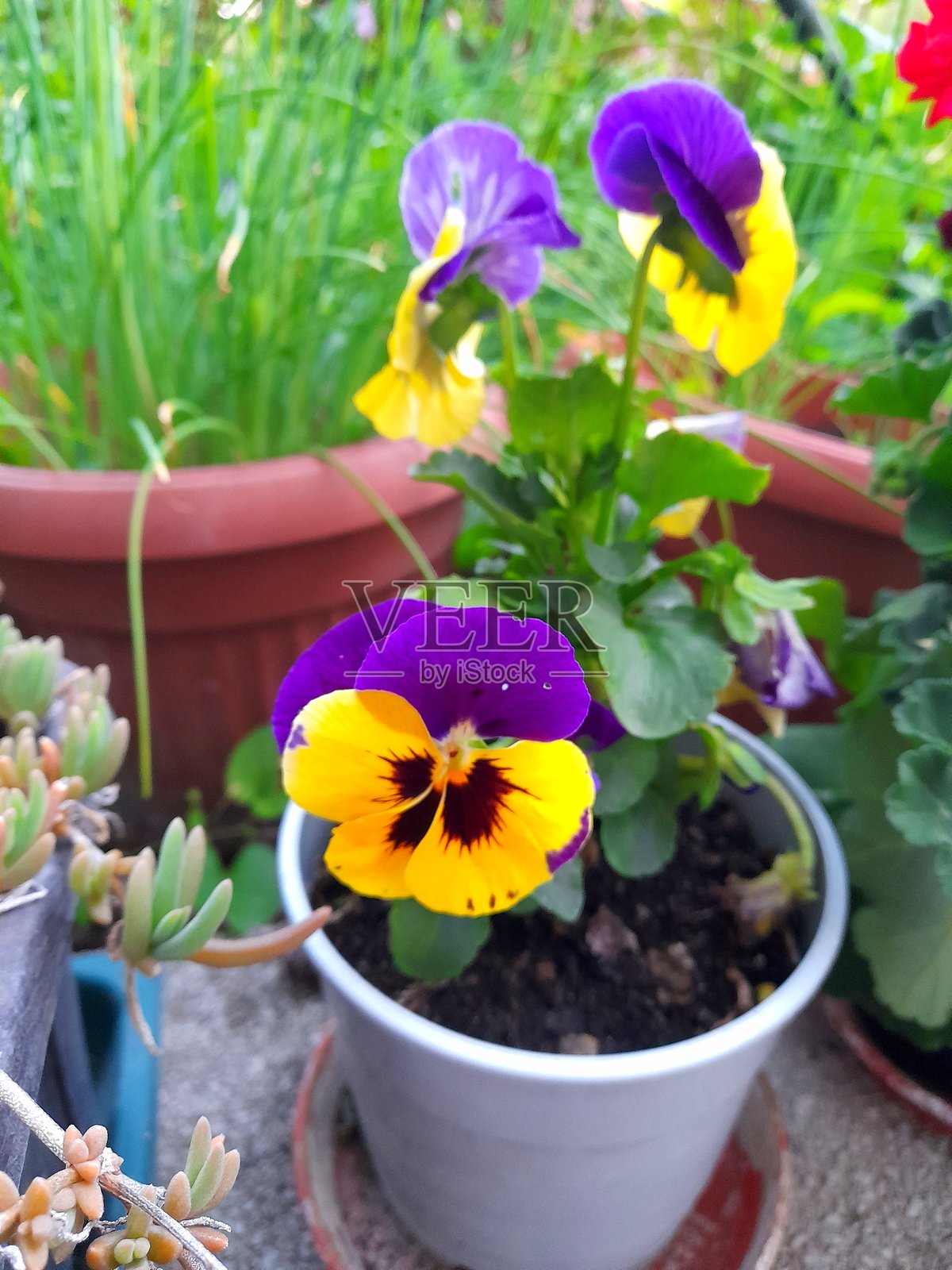 花盆中的三色堇照片摄影图片