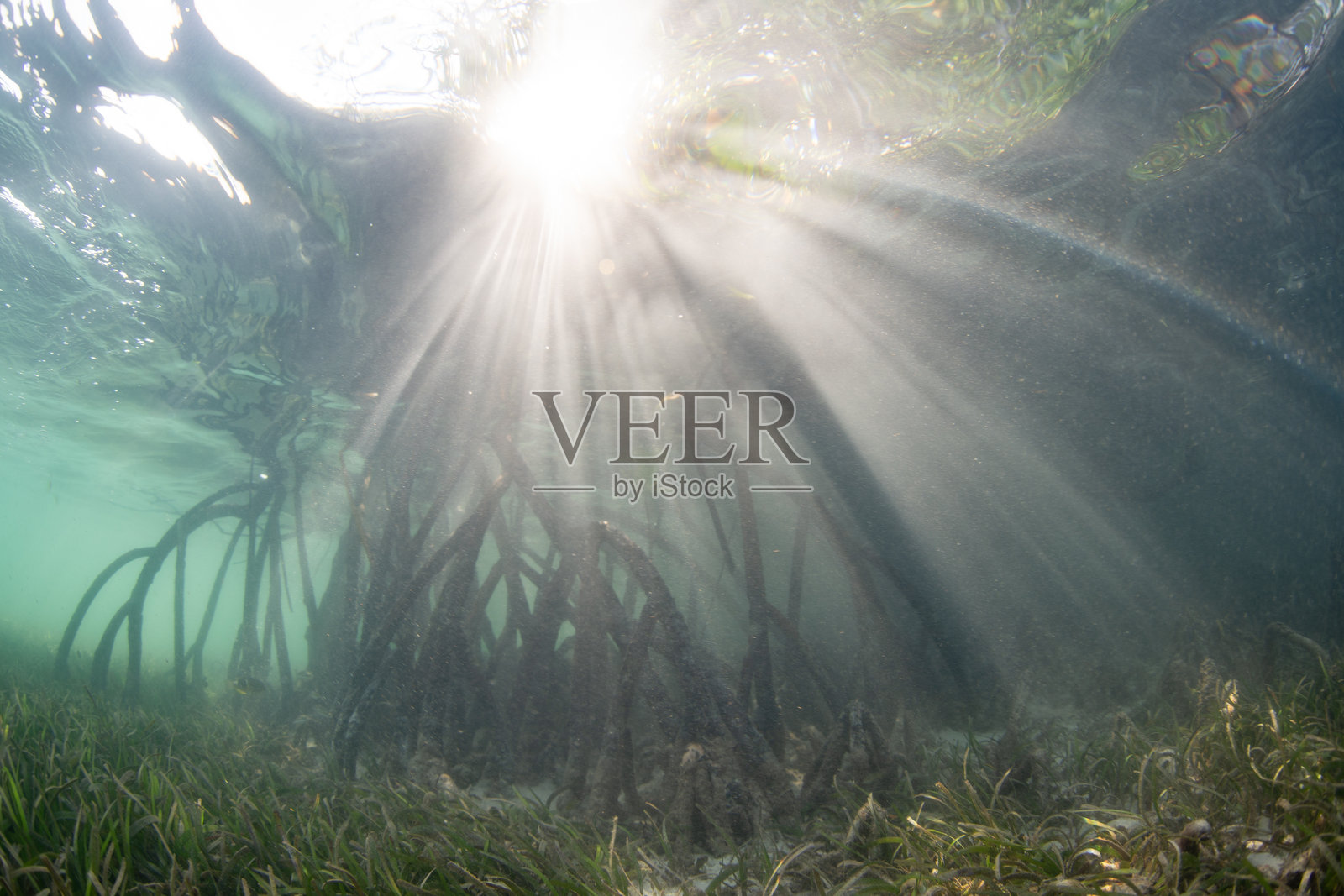 阳光透过阴影中的红树林森林照片摄影图片