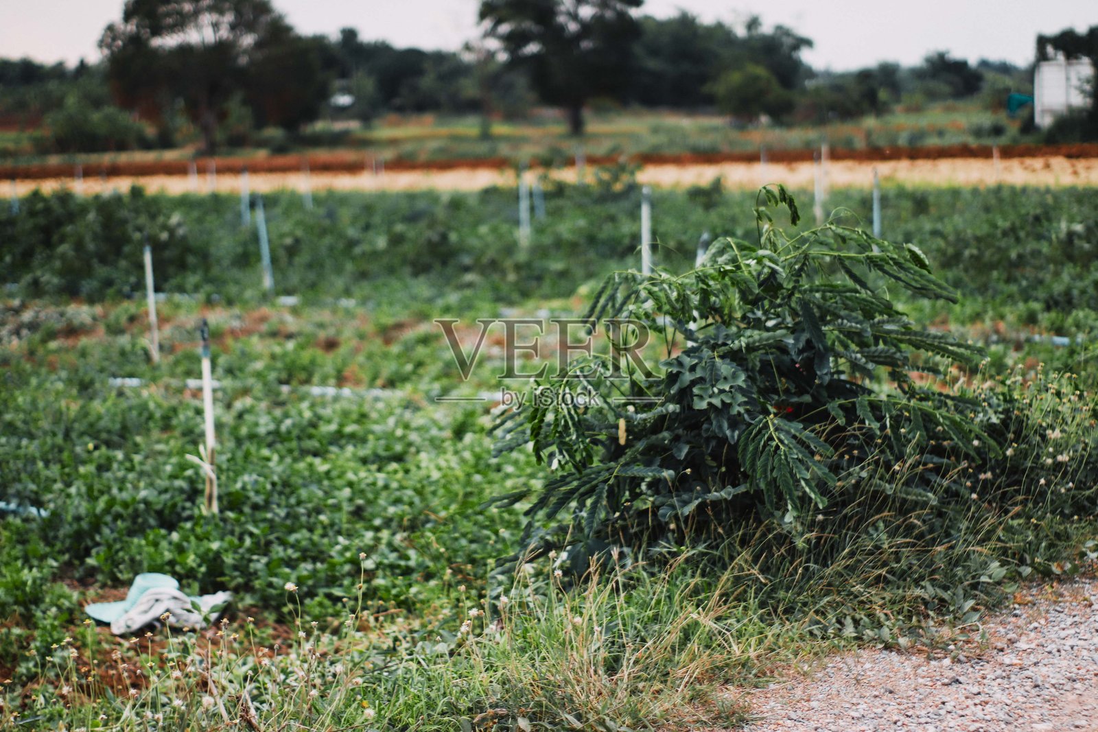 “泰国乡村香菜田里的农民”照片摄影图片