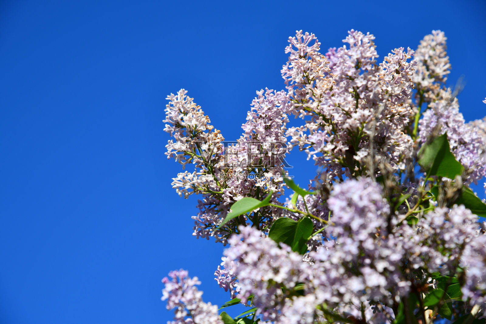 常见的白色丁香灌木（Syringa vulgaris）在春季盛开着芬芳的花朵照片摄影图片