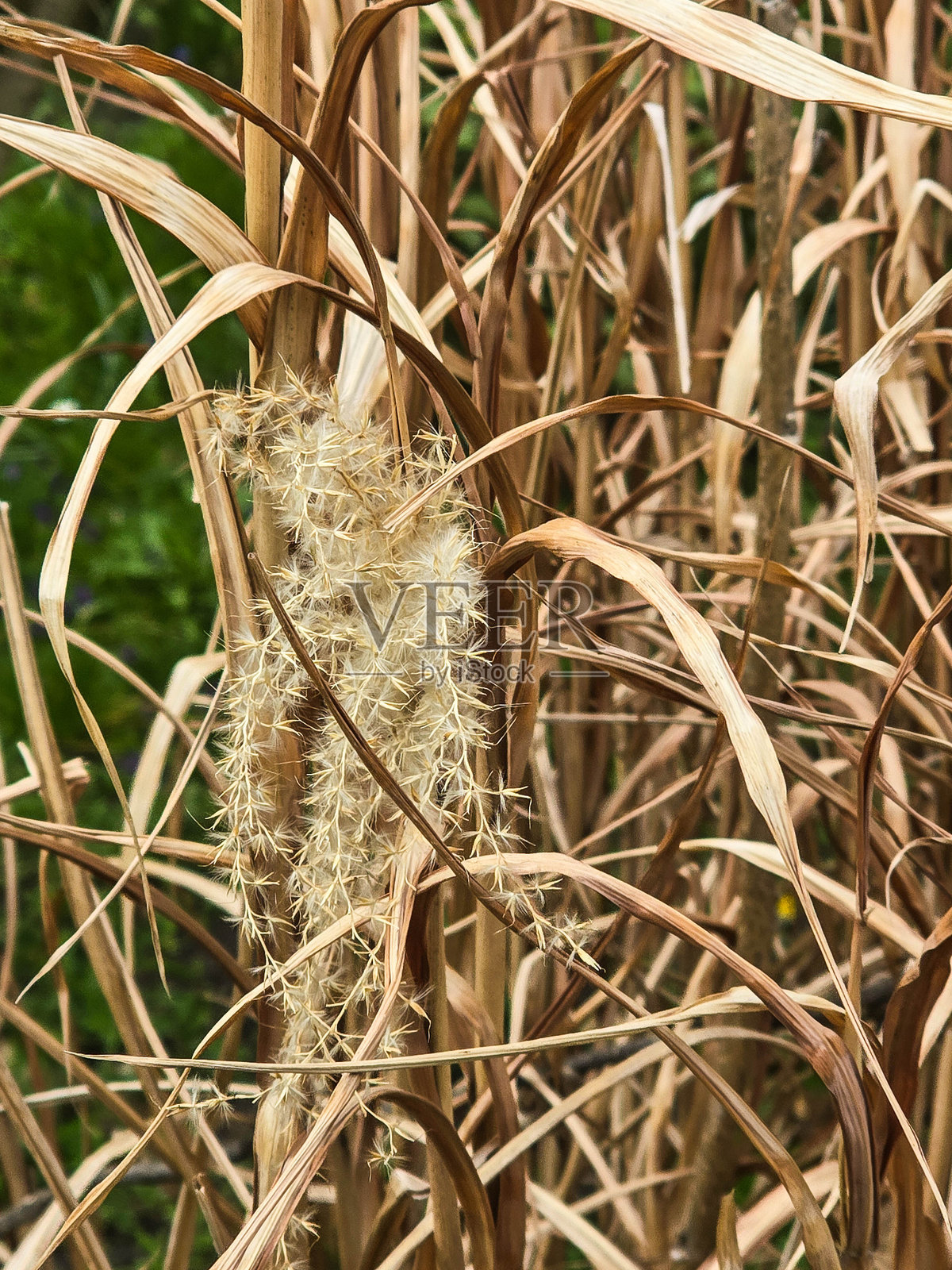 金色芦苇与羽毛状穗头在日落自然乡村背景下照片摄影图片
