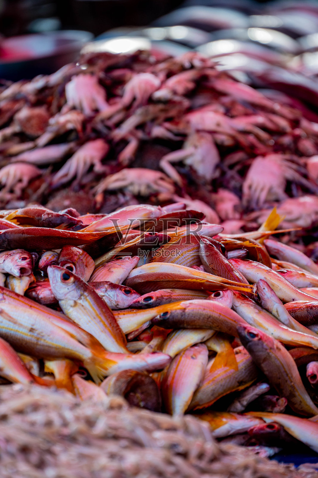 斯里兰卡尼甘布的鱼市场照片摄影图片
