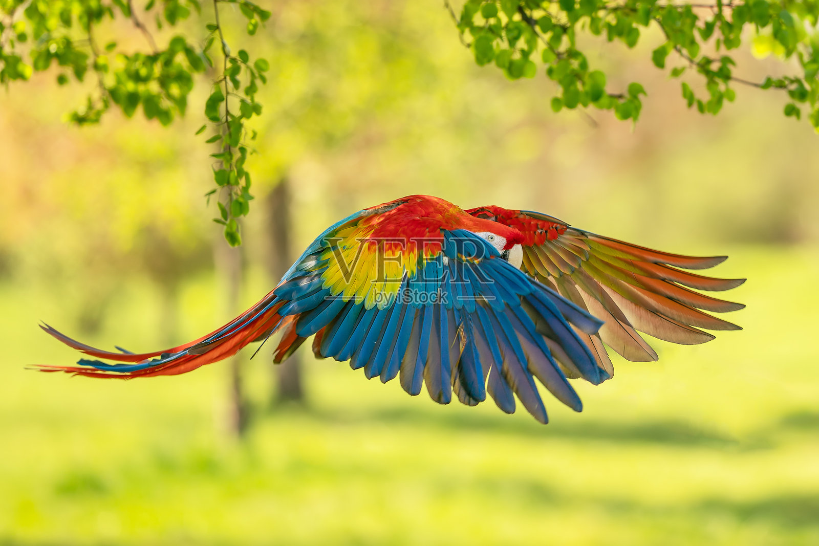 五彩斑斓的鹦鹉在生机勃勃的绿色自然背景上飞翔。红色金刚鹦鹉照片摄影图片