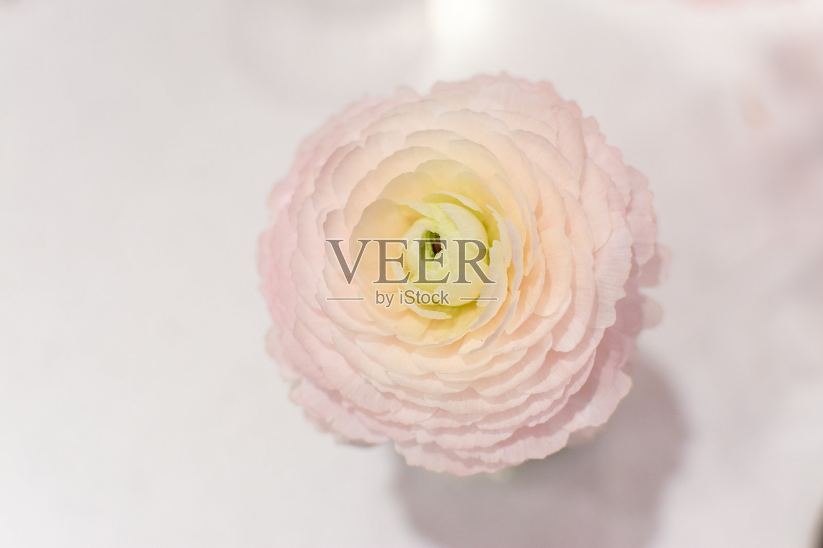 一朵柔和粉色的毛茛花作为咖啡店桌上的装饰照片摄影图片