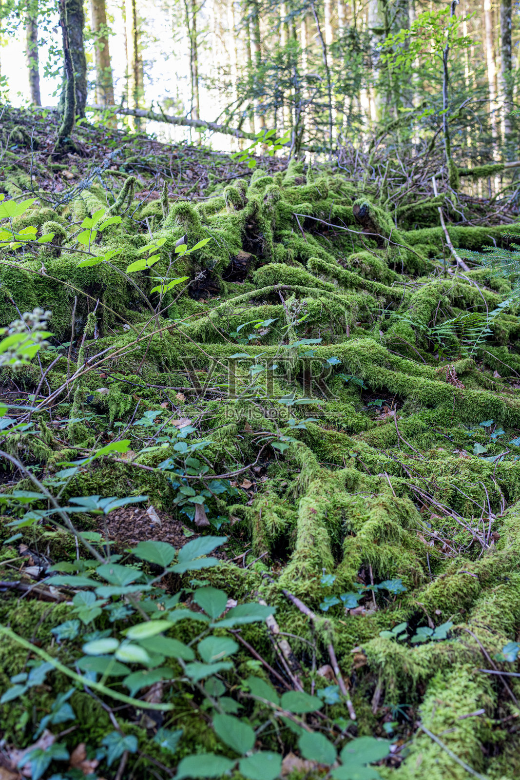 欧汉与庞塔利耶之间的自然小径照片摄影图片