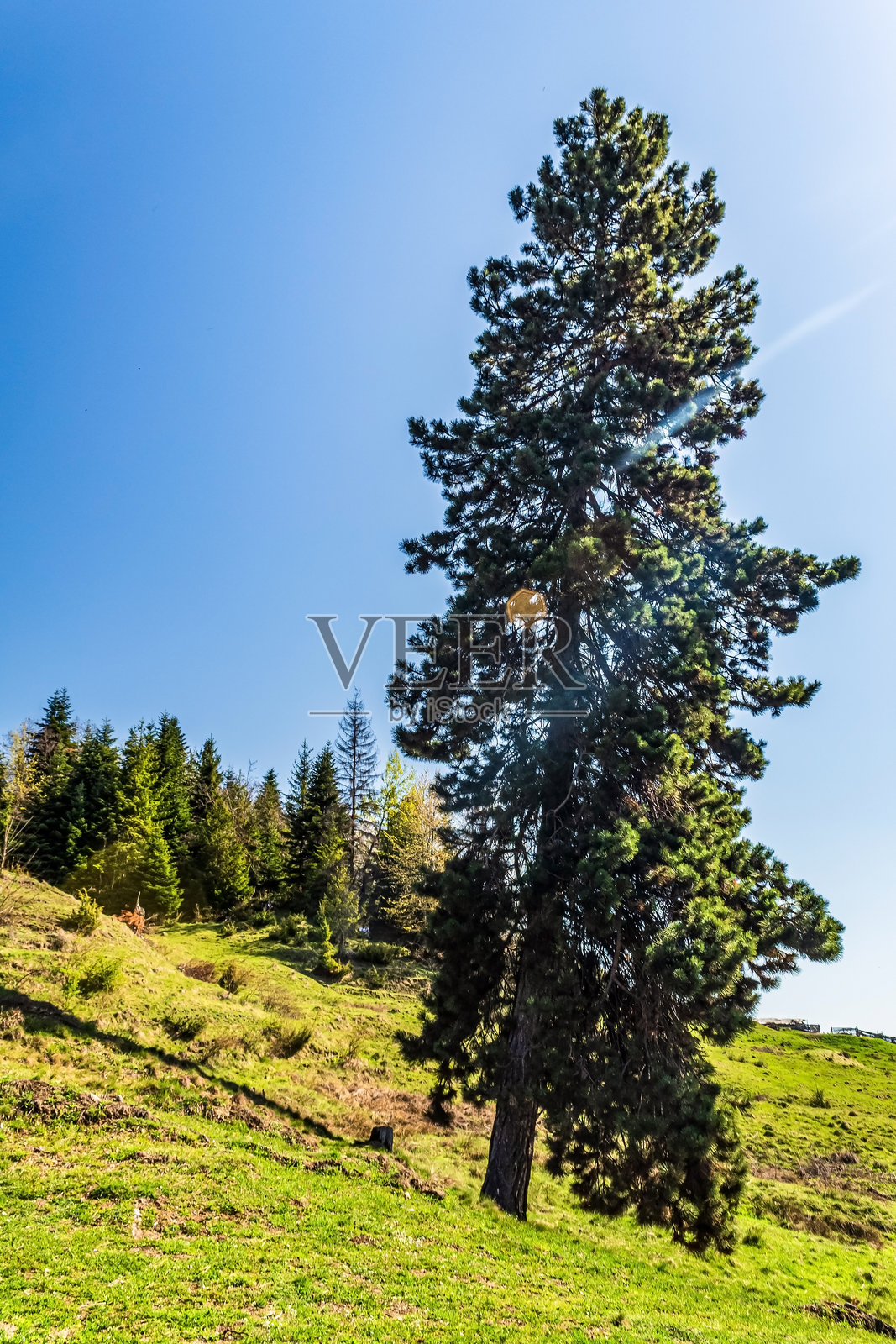 森林，喀尔巴阡山脉，自然照片 - 欧洲，东欧，罗马尼亚照片摄影图片