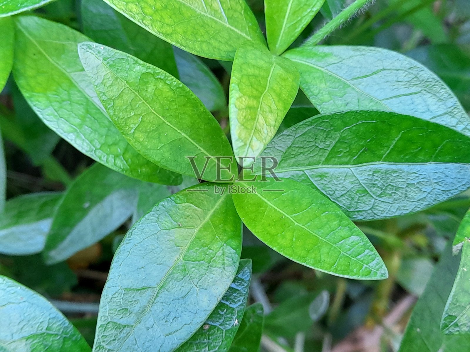 叶子特写作为背景照片摄影图片