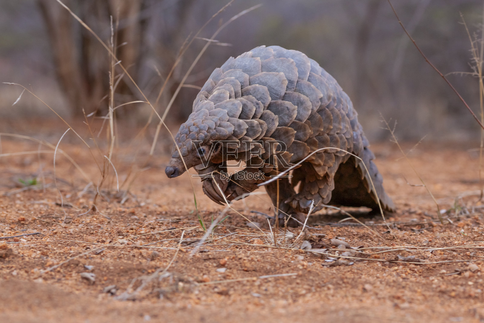 南非野生动物保护区内，一只开普穿山甲（Smutsia temminckii）在行走并觅食蚂蚁。照片摄影图片