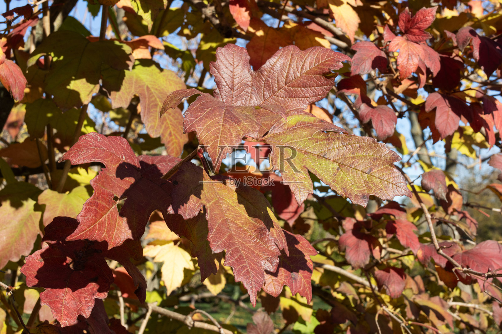 秋季森林中树木的红叶照片摄影图片