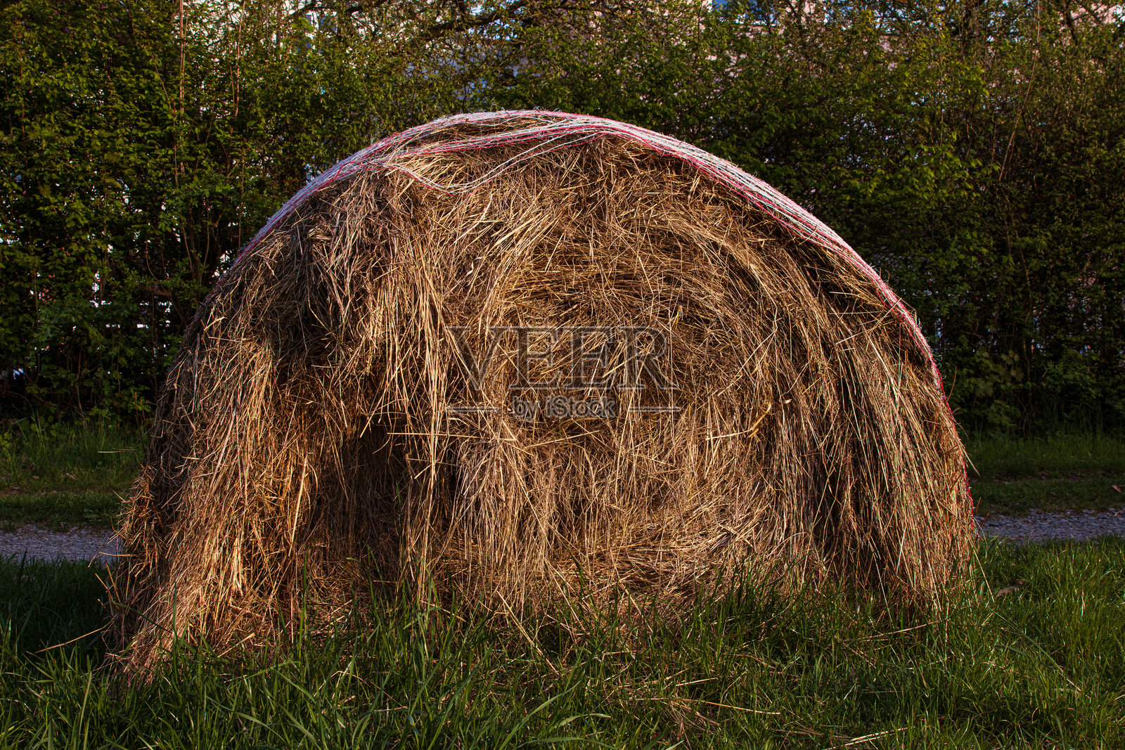 特写镜头展示了一个圆柱形的包裹干草的草捆，干燥的稻草质地 resting 在郁郁葱葱的绿色草地上，位于乡村田野中。照片摄影图片